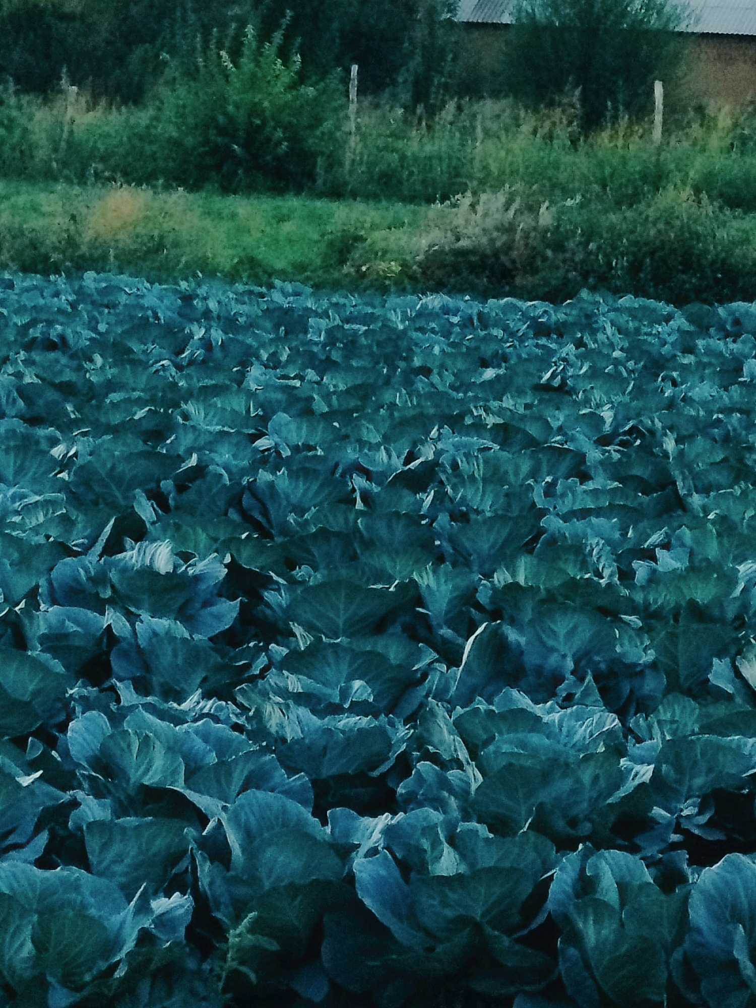A field of lush green cabbage plants stretches out towards a line of trees in the background, suggesting a rural or agricultural setting outside the city of Көлкент, Kazakhstan. The image captures a dense planting of these vegetables, with their large, ruffled leaves filling the frame and obscuring any visible ground. In the distance, a hint of a building with a corrugated metal roof can be seen peeking through the foliage, hinting at nearby human presence or development. The overall impression is one of abundance and natural growth, undisturbed by human activity.