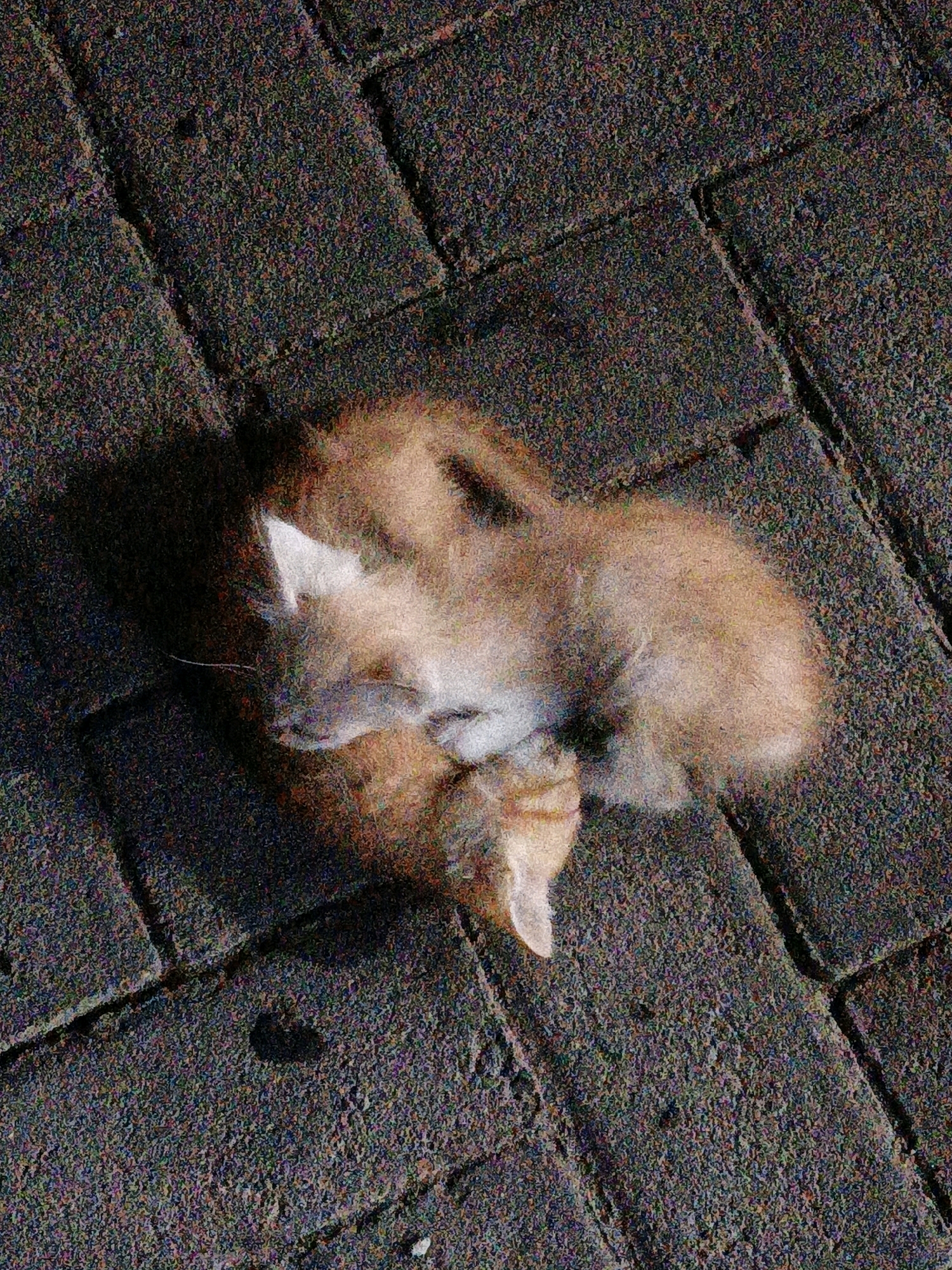 In the city of Cikal, Indonesia, two ginger kittens are nestled together on a dark, textured stone surface, likely a sidewalk or patio. The image is grainy, obscuring fine details, but reveals the kittens curled up asleep. One kitten's head is resting on the other, and their fur appears soft and light-colored with ginger markings. The stone surface is composed of rectangular pavers with visible grout lines. The overall impression is of a quiet, still moment captured outdoors.