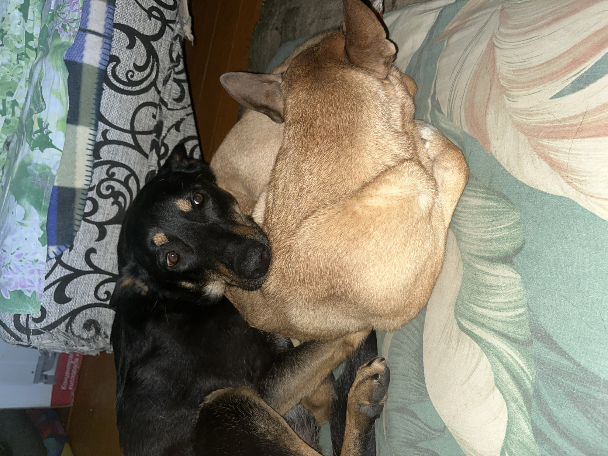 In the foreground of the image, two dogs are resting on a patterned fabric surface. The dog on top is predominantly black with tan markings around its face and legs. Its head is resting on the other dog. The dog underneath is a tan color and is curled up. Both dogs appear to be asleep or resting. The background shows a portion of what appears to be a couch or bed with a patterned throw blanket draped over it. There is also a cardboard box with Russian text visible on it, suggesting an indoor setting. The presence of the cardboard box with Russian text indicates the location is likely Russia, and potentially Nizhny Tagil, if other contextual information were available. There are no people visible in the image.