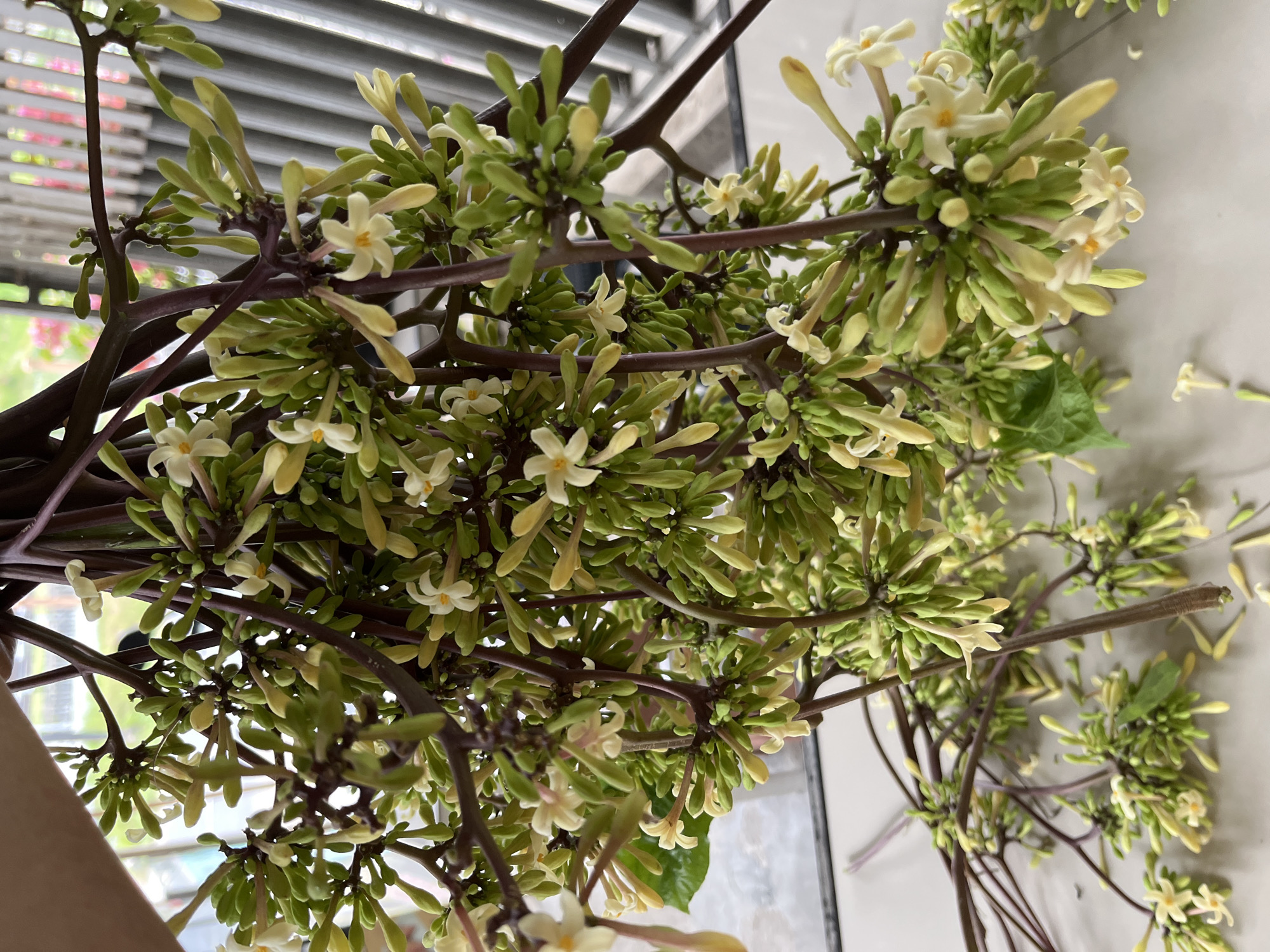 The image presents a close-up, high-angle view of numerous papaya flowers and buds, still attached to their dark purplish-brown branches. The flowers are small, with delicate creamy white to pale yellow petals, some fully open in a star-like shape, while others remain as elongated, greenish-yellow buds. These floral clusters are densely packed along the branches, which appear recently cut or harvested. A few small green leaves are interspersed among the dense arrangement of flowers and buds.
The background is softly blurred, showing light-toned surfaces and what appears to be a window structure with vertical blinds or a metallic element, suggesting an indoor or semi-outdoor setting. Natural daylight illuminates the scene. A hand is subtly visible on the lower left side, indicating that the branches are being held or arranged. Given the context of Lhokseumawe, Indonesia, these papaya flowers are likely intended for culinary preparation, as they are a common edible ingredient in the region. There is no visible text, and no specific activity or emotions are discernible beyond the presentation of the harvested plant material.