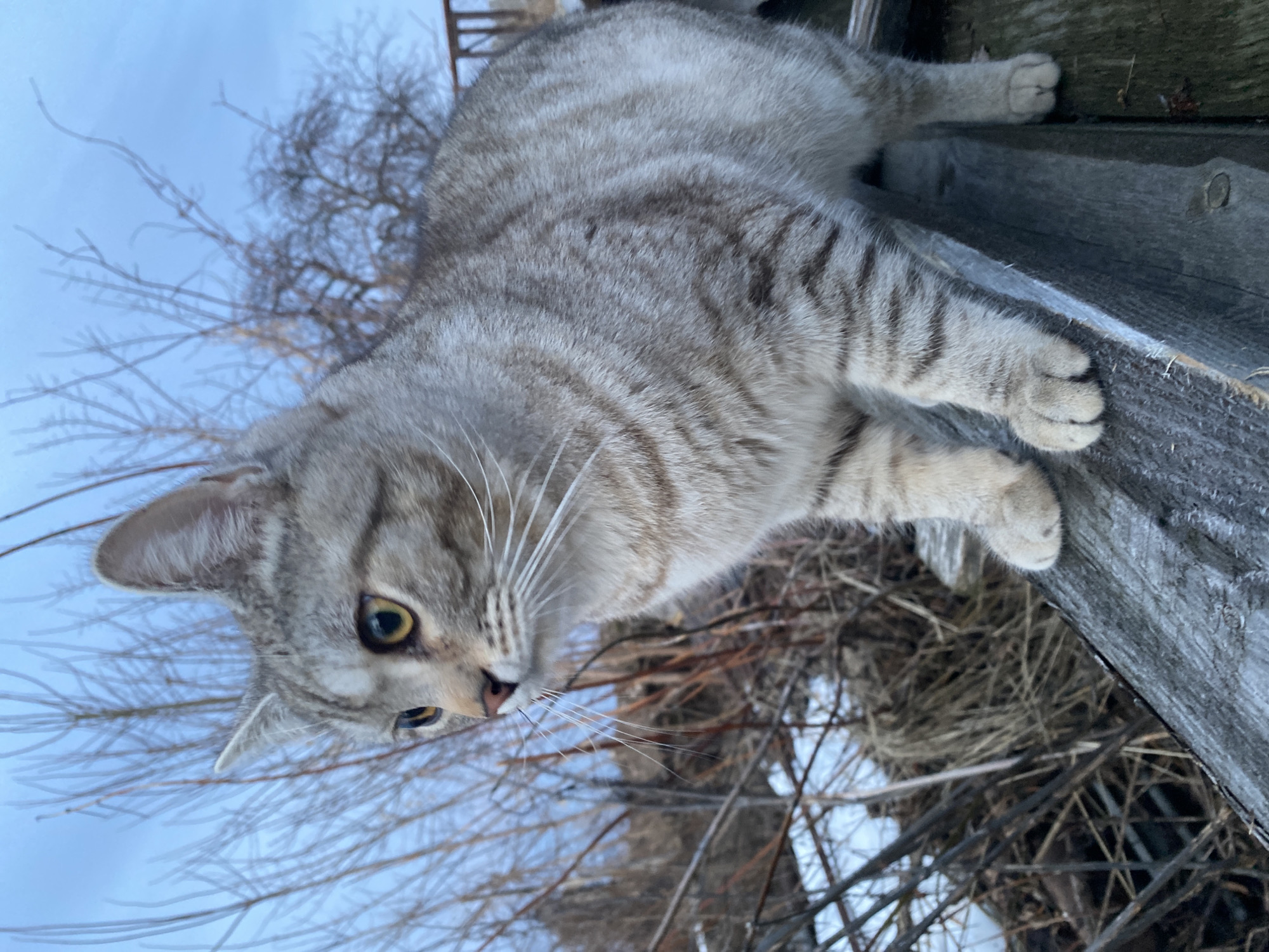 A grey tabby cat with yellow eyes is resting on a weathered wooden surface. Bare branches and a blue sky are visible in the background. The location is Ольховка, Russia.
