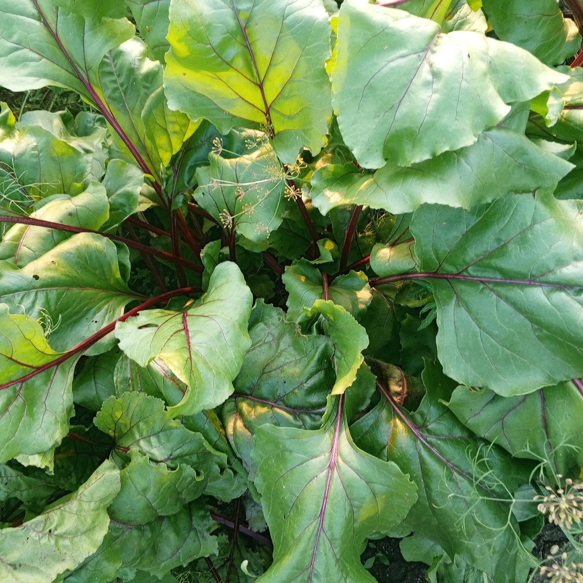 The image is a close-up, overhead shot of a dense cluster of beet greens. The leaves are large, with prominent veins and reddish stems. Some of the leaves exhibit a slight yellowing or sheen from sunlight. Small, delicate dill flowers are scattered among the beet greens. The background consists of dark soil and some blades of grass, suggesting an outdoor garden setting. The scene appears to be a natural environment, possibly a backyard garden. There are no people or animals visible. The image does not contain any information about its location in Sayanogorsk, Russia.