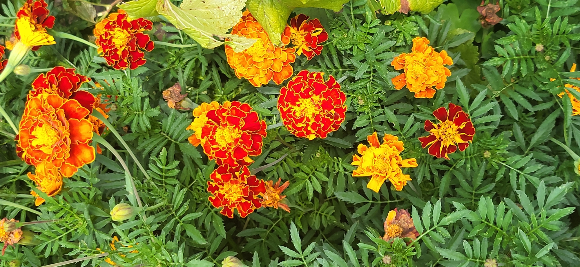 A top-down, vertical, full-frame shot shows a dense bed of marigolds in varying stages of bloom. The marigolds exhibit a vibrant palette of warm colors, primarily oranges and reds with yellow centers. Some flowers are fully open, displaying ruffled petals, while others are still developing as buds, some of which appear to be wilting. The flowers are interspersed with lush green foliage, characterized by serrated leaves. The scene is set outdoors with natural lighting, suggesting a garden environment. No people or specific landmarks are visible, and the location is unknown.