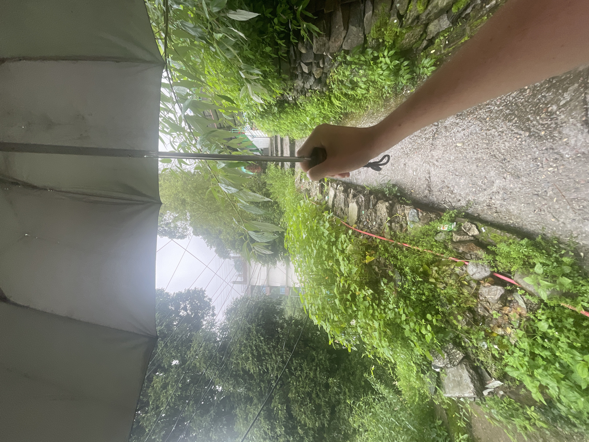 The image captures a first-person perspective of someone walking with an umbrella on a wet, narrow pathway in Bhagsu, India. The path is flanked by lush green vegetation on both sides, with a stone wall on the right and a channel of water on the left, suggesting it is a drainage path or has recently rained heavily. Overhead, the umbrella provides shelter, its fabric visible and reflecting some light. The pathway appears to lead uphill, with some steps visible in the distance. Power lines are visible through the trees on the left. The environment is distinctly tropical or subtropical, with abundant plant life and a generally humid atmosphere, evident from the wet surfaces and the overcast sky. The overall impression is of a slightly rustic, possibly less developed urban or semi-urban area, characteristic of hilly regions in India.