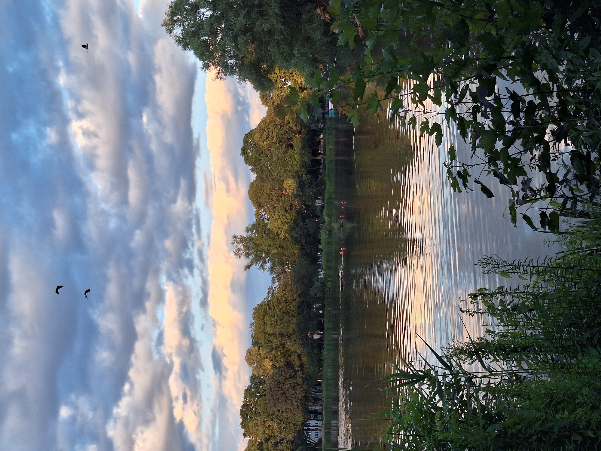 The image shows a serene lake with lush green trees lining its banks. The sky above is filled with dramatic clouds, painted with hues of pink and orange from the setting sun. Several birds are captured in flight against the colorful sky, adding a sense of movement to the scene. The water's surface reflects the sky and trees, creating a mirror-like effect. In the foreground, tall green reeds and bushes partially obscure the view of the lake, adding depth and texture to the composition. This picturesque scene is identifiable as the Claussnitz in Chemnitz, Germany.