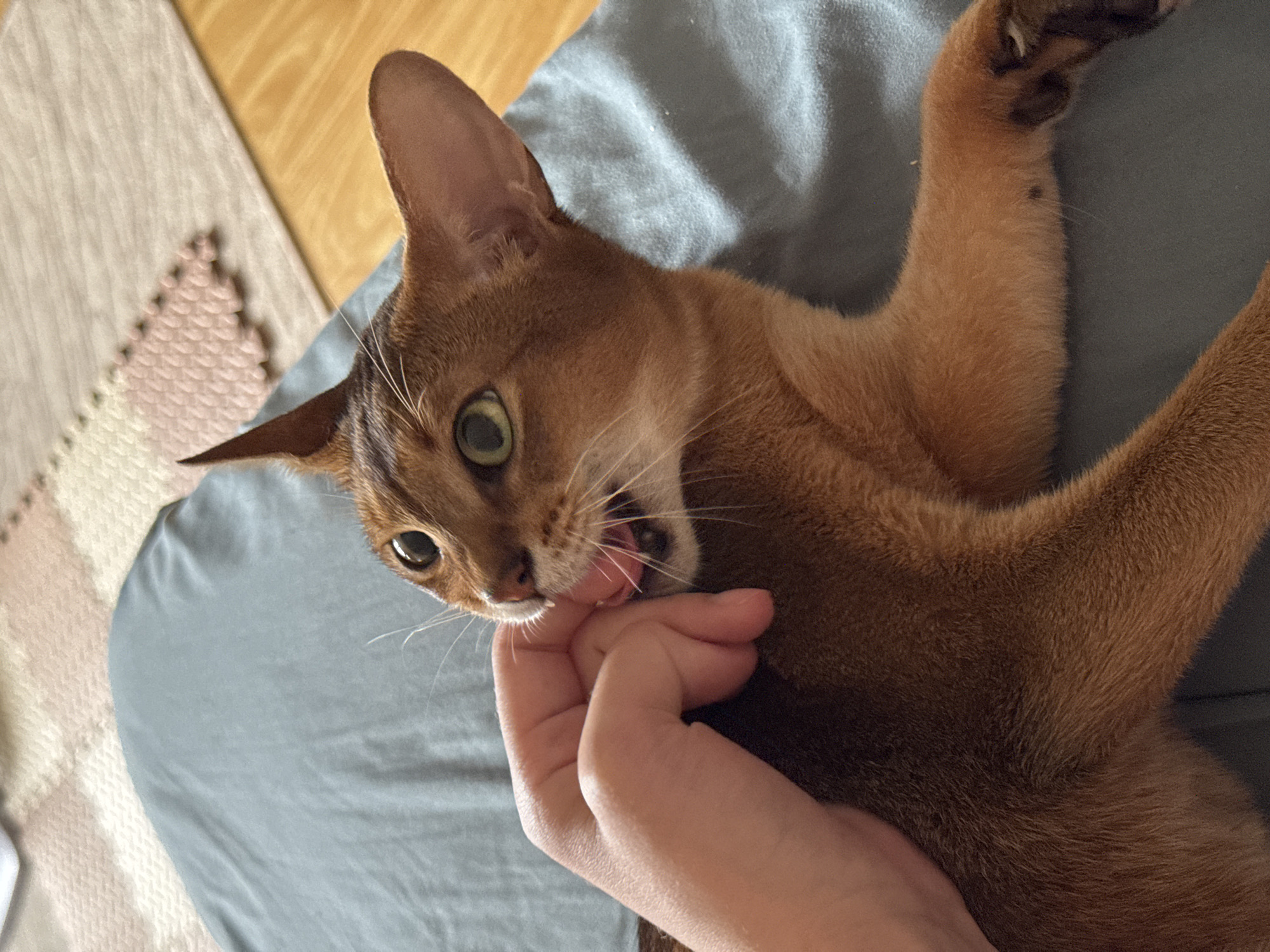 In a domestic setting, an Abyssinian cat with auburn fur is lying on a muted blue surface, possibly a blanket or upholstery. A human hand is visible, with fingers near the cat's mouth, and the cat is gently biting or nibbling on a finger. The cat's eyes are wide open and green, and its mouth is slightly open, revealing its pink tongue and teeth. The background shows a diagonally placed patterned rug with beige and pink elements, and a wooden floor. There is no indication of the city of Chaikovsky, Russia, or any specific urban features in the image.