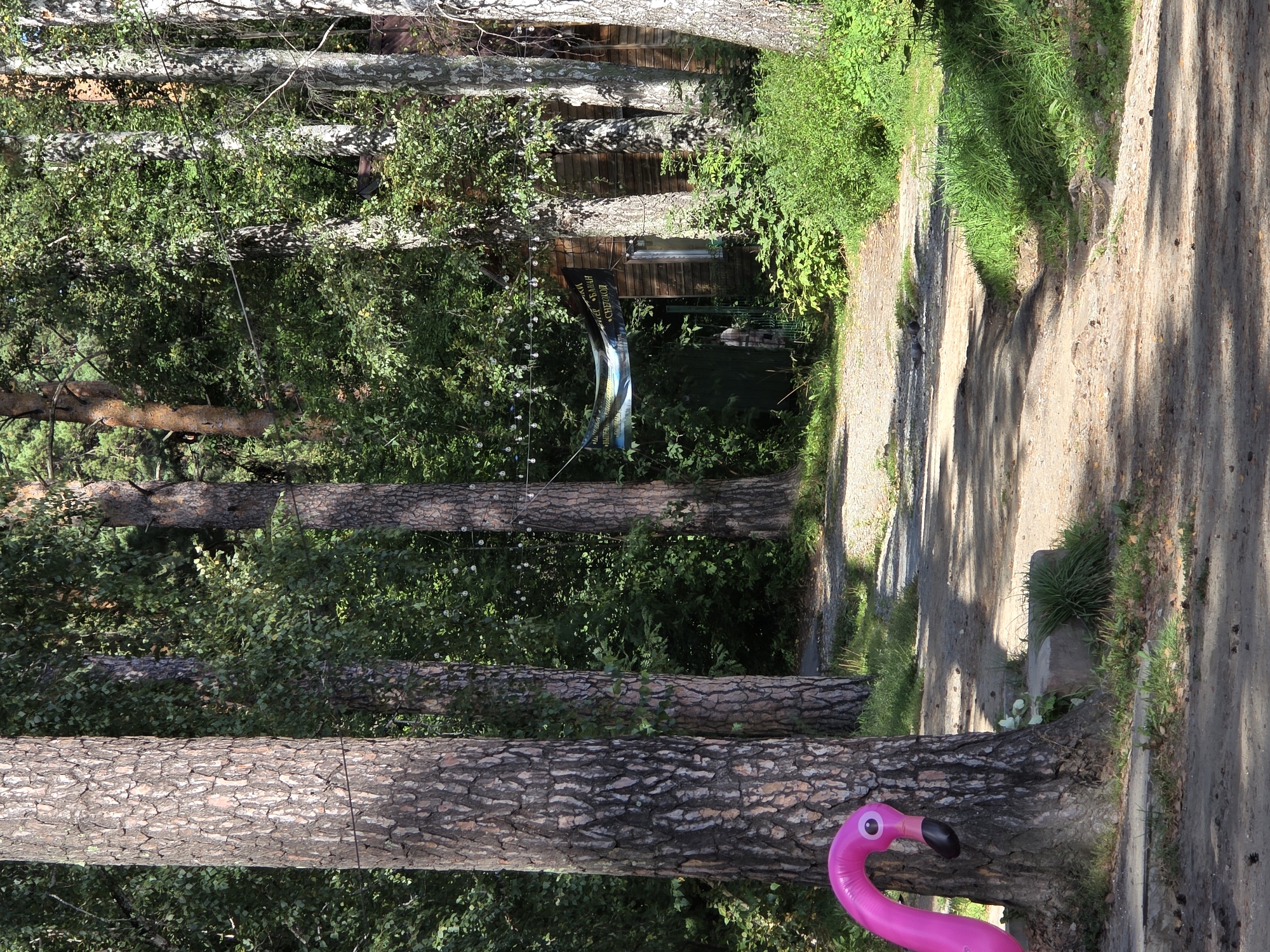 In Chebarkul, Russia, a pink inflatable flamingo is positioned leaning against the trunk of a large pine tree on the left side of the frame. The flamingo's head, complete with an eye and beak, is visible. A dirt path curves into the distance, surrounded by dense green trees. Sunlight filters through the leaves, casting shadows on the path. In the background, a wooden building with a window is partially visible, with a banner and string lights hanging above it. Lush green foliage and grass grow around the building and along the path. The overall scene depicts an outdoor setting in a wooded area.