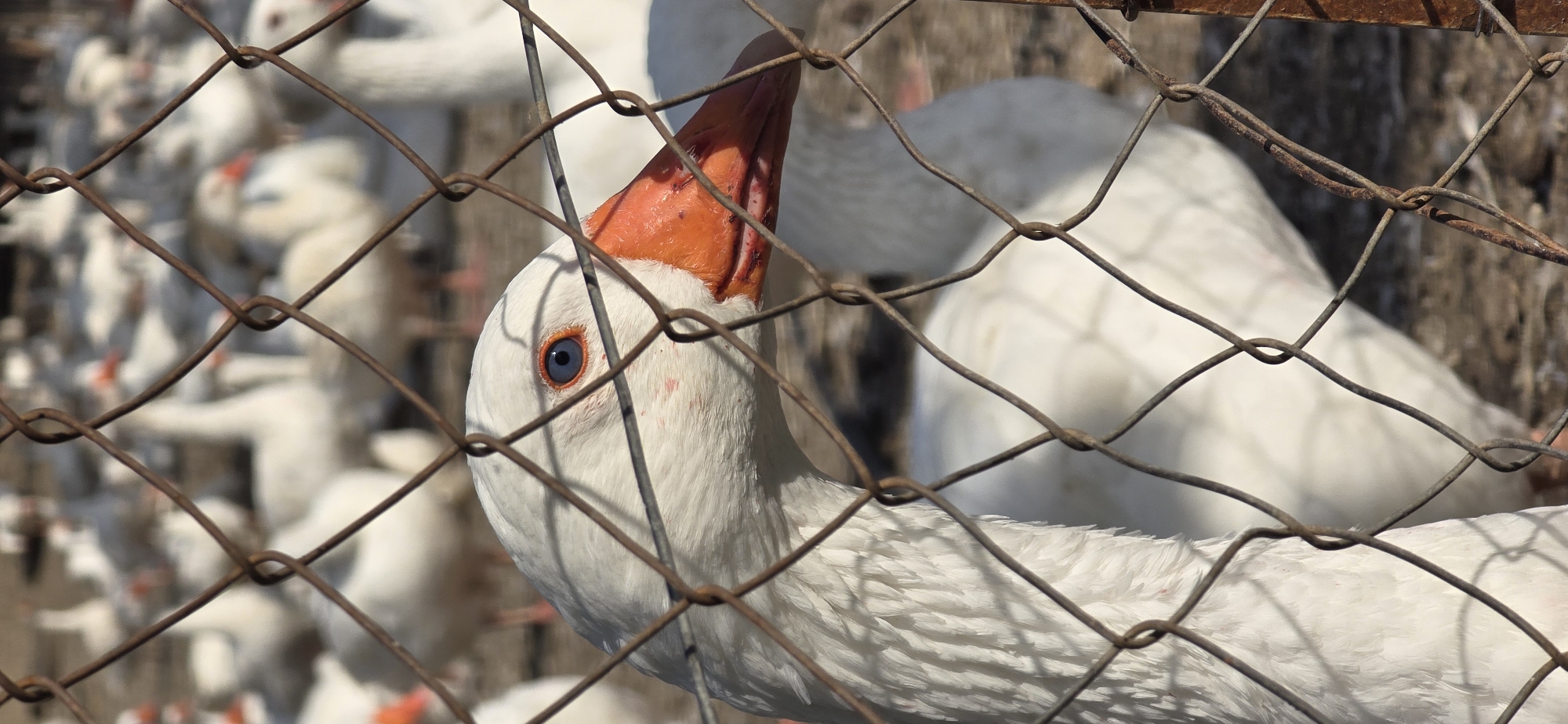 A close-up image shows a white goose with an orange beak and a striking blue eye, partially obscured by a rusty wire fence. The goose is positioned in front of a larger group of similar white geese. The background is blurred, suggesting a confined space like a farm or enclosure. The picture was taken in Blinisht, Albania.