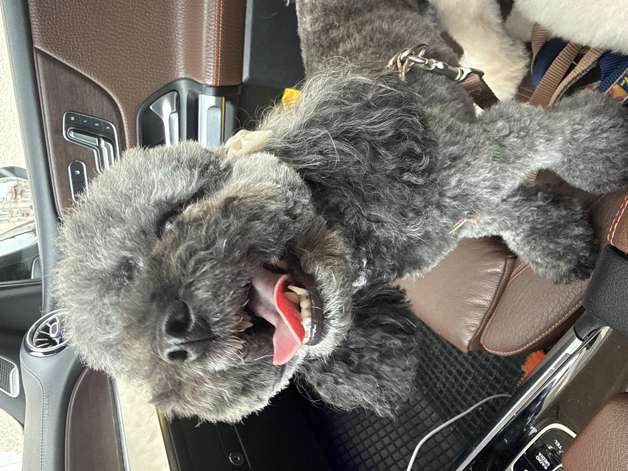 A close-up shot depicts a gray, furry dog lying on brown leather car seats inside a vehicle. The dog has its mouth open, revealing its tongue and teeth. The interior of the car is visible, with portions of the dashboard and door panel apparent. There is no indication of the location being Troyan, Bulgaria.