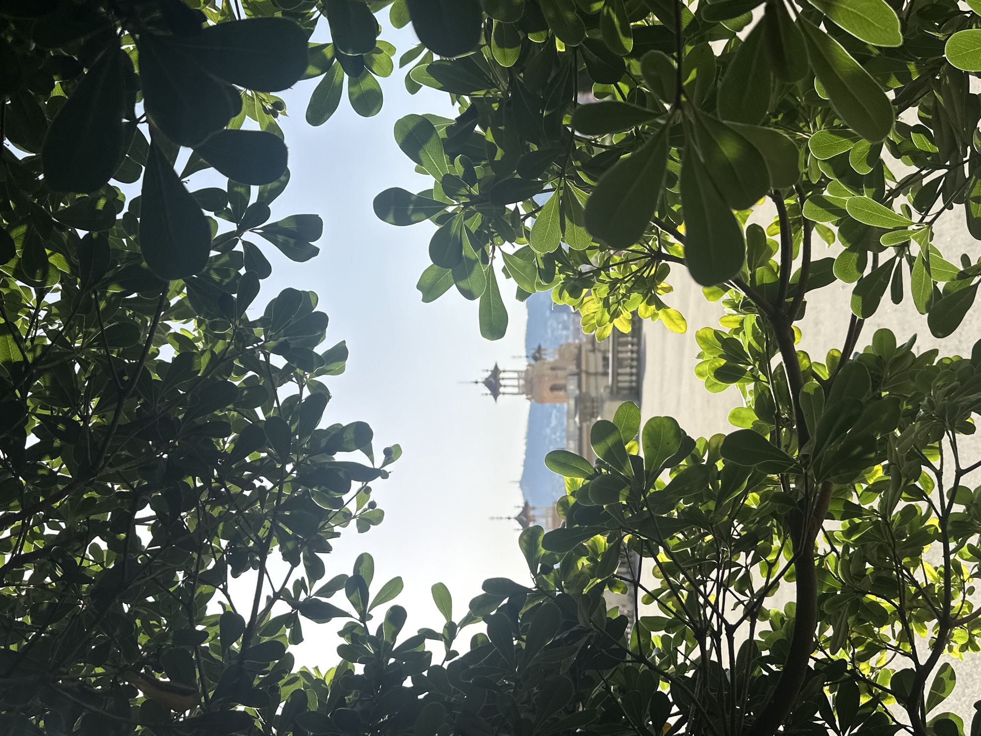 The image, taken in Barcelona, Spain, offers a framed view of the Palau Nacional, a grand building atop Montjuïc hill. The foreground is dominated by the lush, green foliage of a tree, its leaves forming a natural border that partially obscures the scene beyond. The sunlight filters through the leaves, creating a dappled effect and highlighting their vibrant green hue.
In the middle ground, the Palau Nacional's distinctive architecture is visible. Specifically, two prominent towers with octagonal roofs and intricate detailing stand out. The building's ochre-colored facade suggests its historic significance. Beyond the Palau Nacional, a hazy outline of distant hills can be seen against a bright, clear sky, indicating a sunny day. The ground in front of the building appears to be a paved plaza. There are no people or animals present in the scene. The overall impression is one of serene urban landscape viewed through a natural lens.