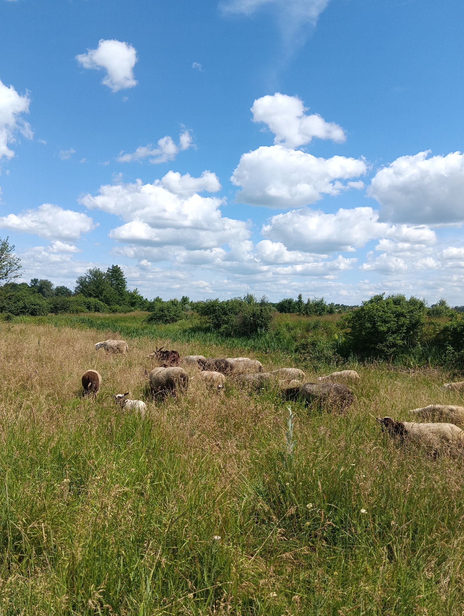 A flock of sheep grazes in a grassy field under a bright blue sky with scattered white clouds. The field is covered in tall, dry grass with patches of green vegetation. In the background, a line of trees and bushes creates a natural border. The sheep are of various colors, including white, brown, and dark gray, and are spread throughout the field, some grazing, others standing still. The overall impression is a peaceful rural scene.