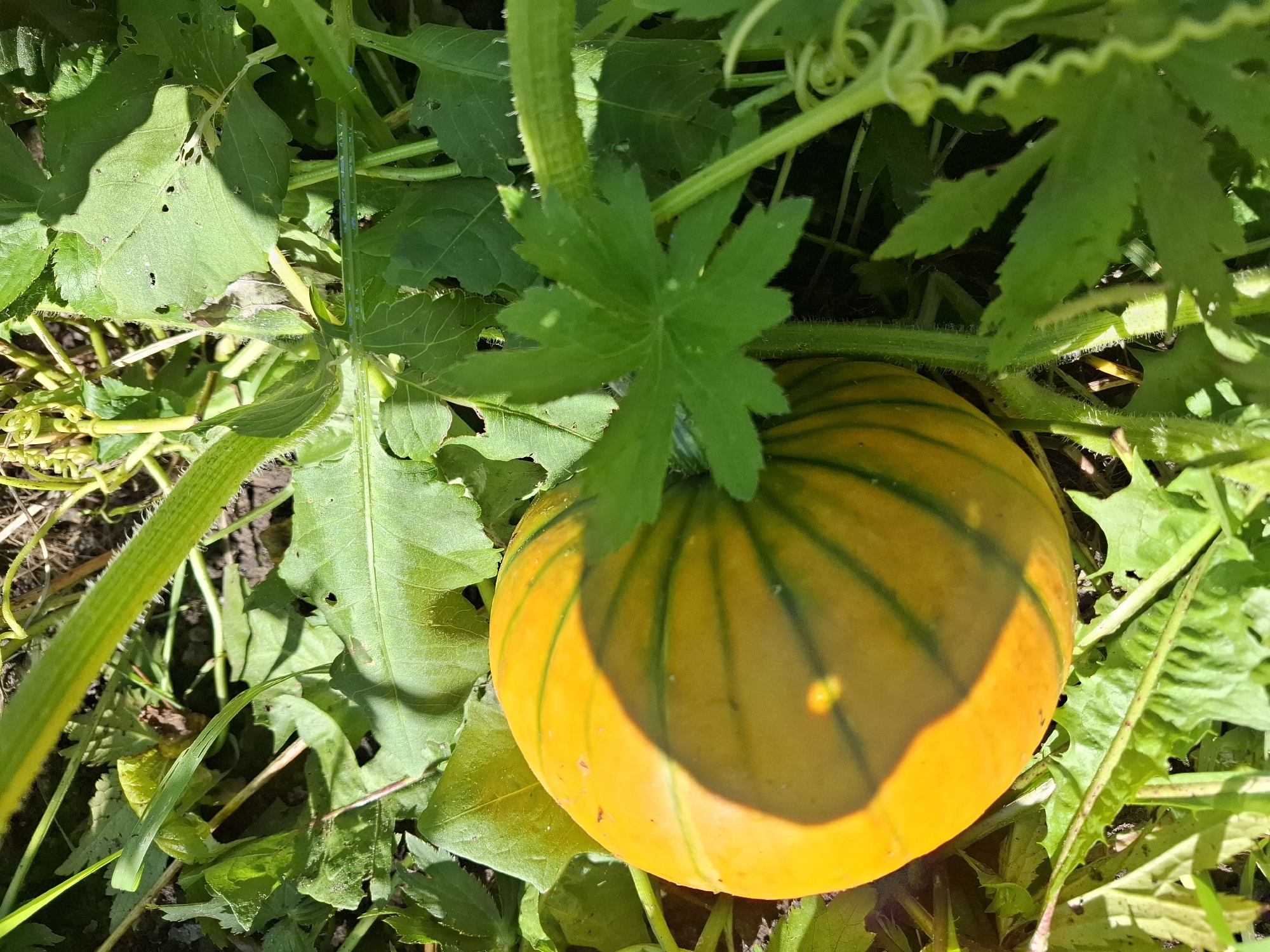 An overhead shot of a small, round, yellow-orange pumpkin with dark green stripes lies nestled among lush green foliage. The pumpkin is partially shaded by its own leaves and the surrounding greenery, which appears to be growing on the ground in an outdoor setting. The leaves are varied in shape and size, some with jagged edges, and the scene is illuminated by bright sunlight, creating distinct shadows. The image context has been identified as Tyumen, Russia.
