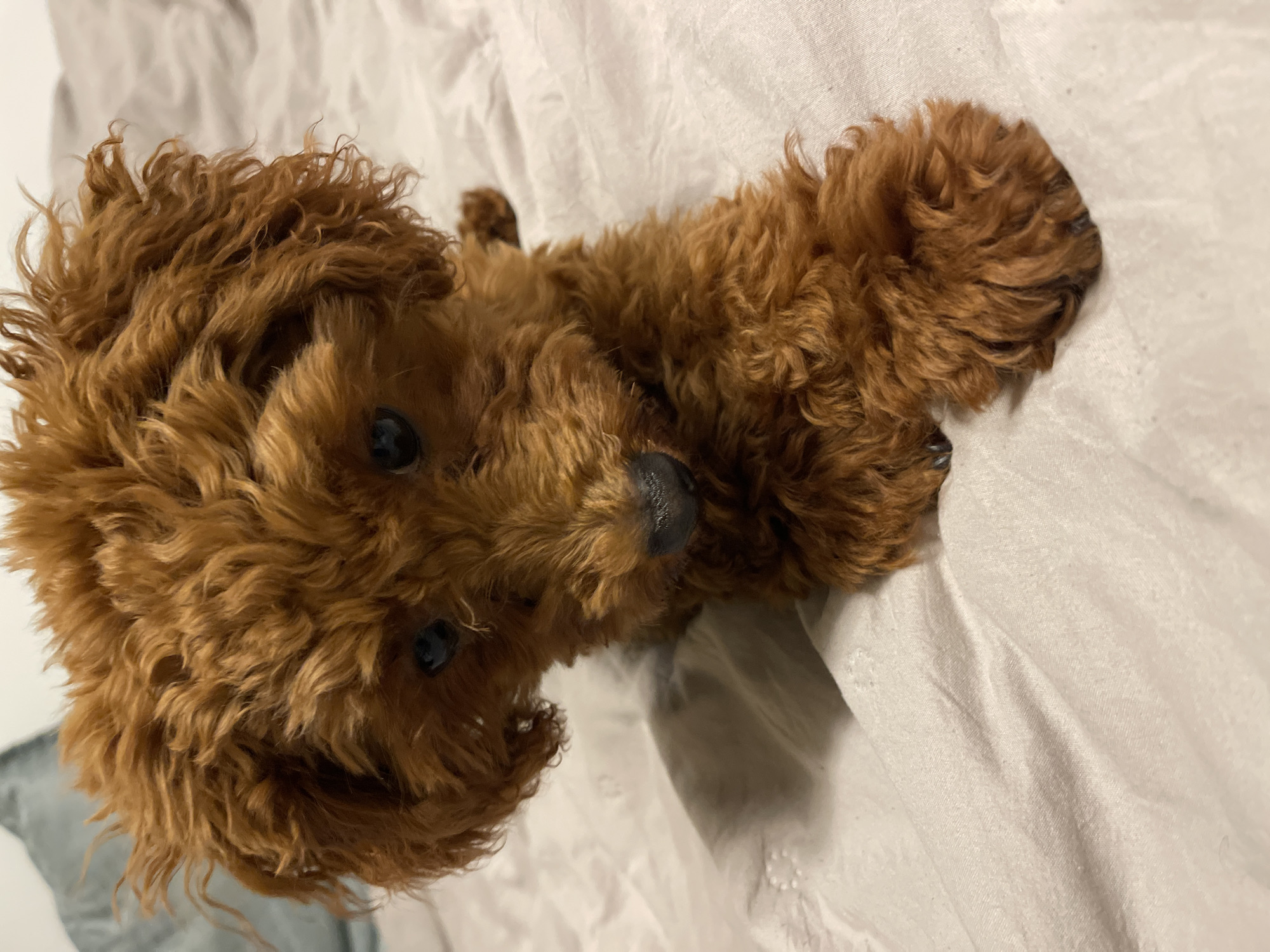 A small, light reddish-brown canine, consistent with a puppy of a Poodle or Poodle-mix breed, is depicted in a prone position on a light beige textured fabric. The animal's fur is densely curled. Its head is oriented slightly downwards and towards the viewer, with dark, reflective eyes. A small, black rhinal pad is visible centrally on its face. The canine's front right paw is extended forward on the fabric. The background consists of the same light-colored fabric, which appears to be bed linen, with a blurred light grey object, possibly a cushion or pillow, visible in the upper left quadrant. The scene is located within a residential apartment in the Lozenets district of Sofia, Bulgaria.