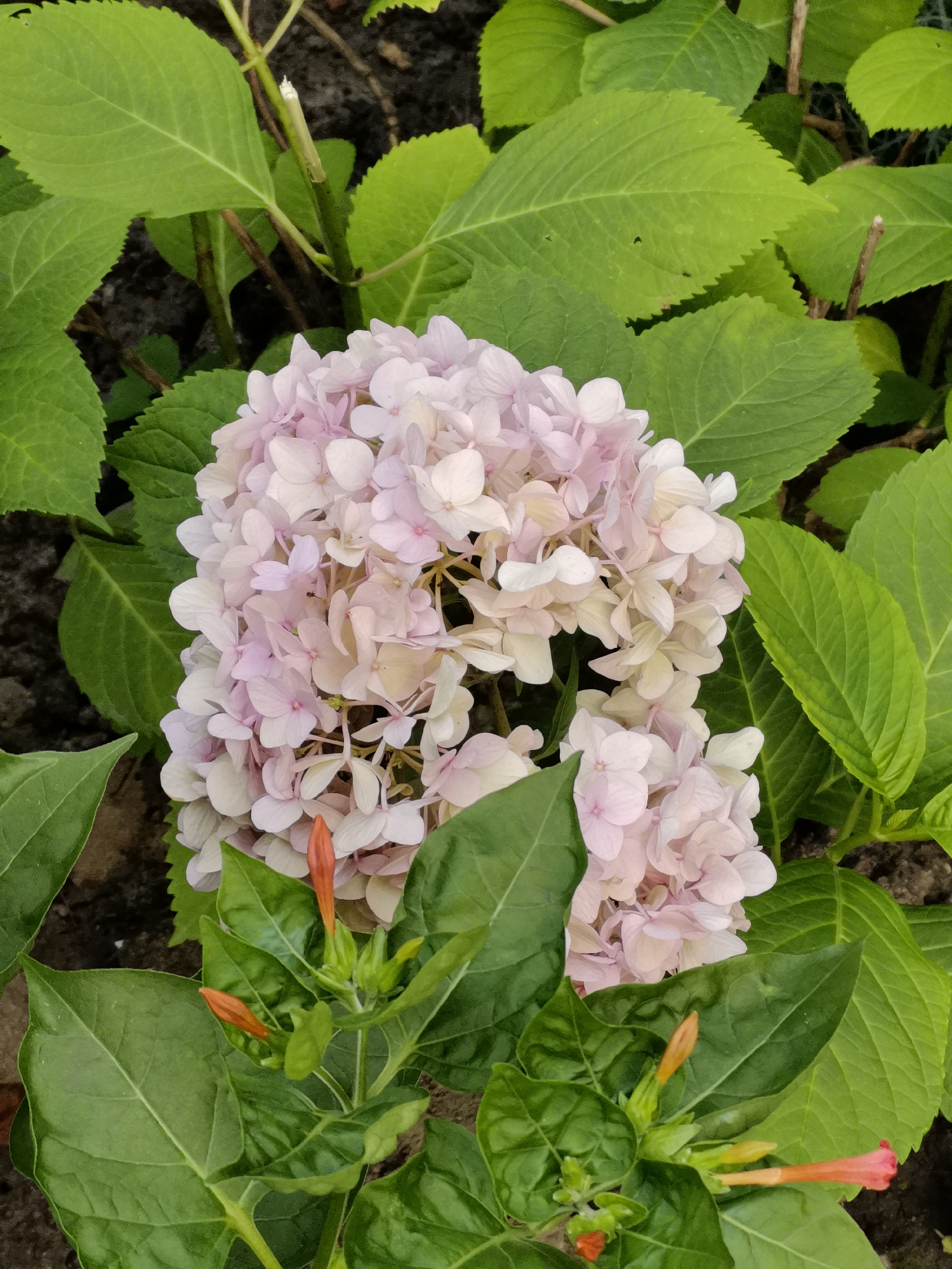 The image is a close-up, overhead shot of a hydrangea flower with pale pink and white petals, surrounded by vibrant green leaves. In the foreground, several orange-red buds are visible on stems, with one bud beginning to open into a trumpet-shaped flower. The background is a dark, earthy tone. The image does not contain any information that would allow for identification of its location in Kazan, Russia.