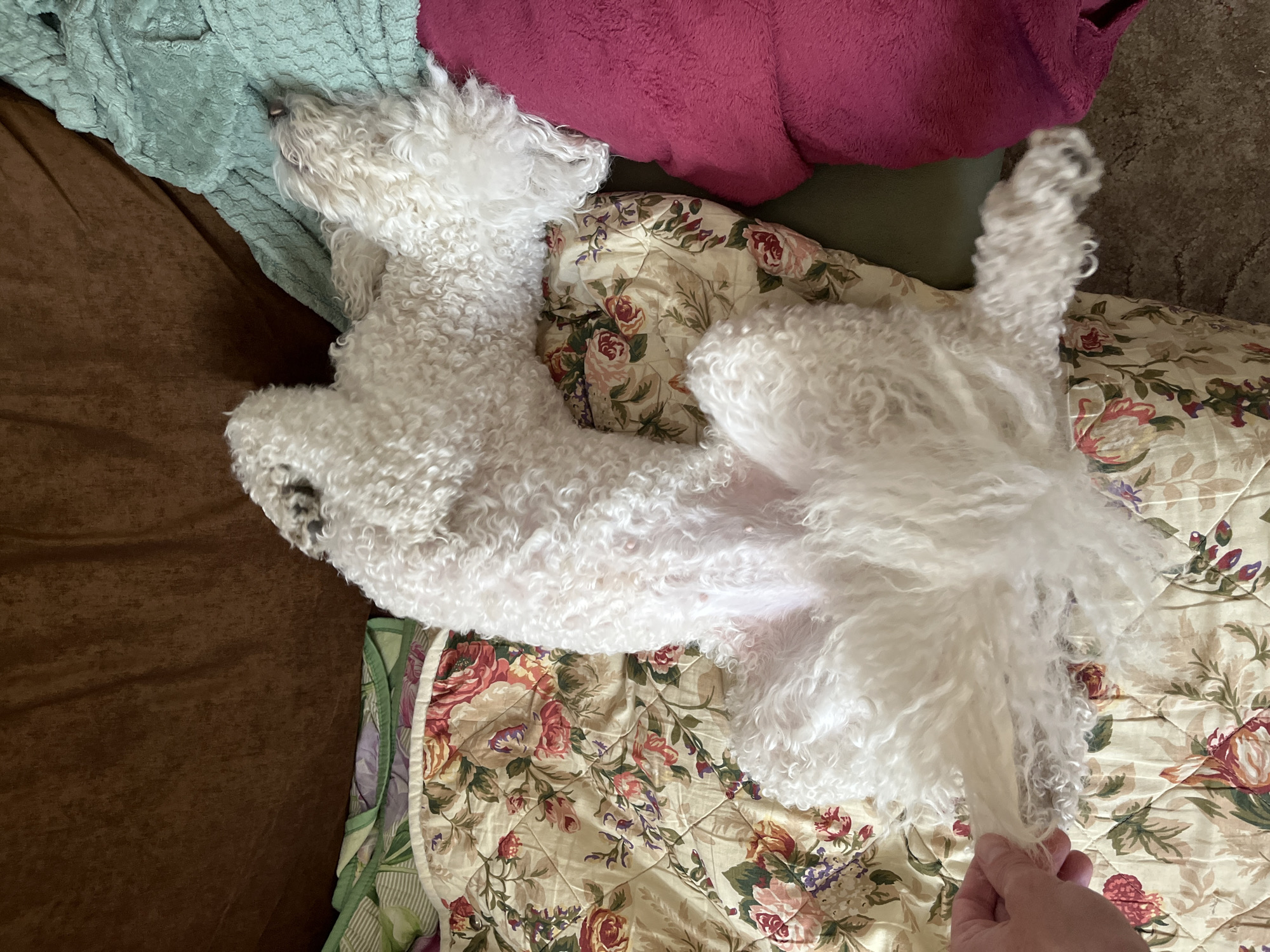 A white, curly-haired dog is lying on its back on a floral-patterned comforter. Its paws are in the air, and a hand is holding one of its hind legs. The dog is positioned on a surface that appears to be a couch or bed, with a brown fabric behind it and a teal-colored blanket to its right. A portion of a pink blanket is also visible. The scene is indoors, with the lighting suggesting it is daytime. The location in Krasnoyarsk, Russia, is not discernible from the image.