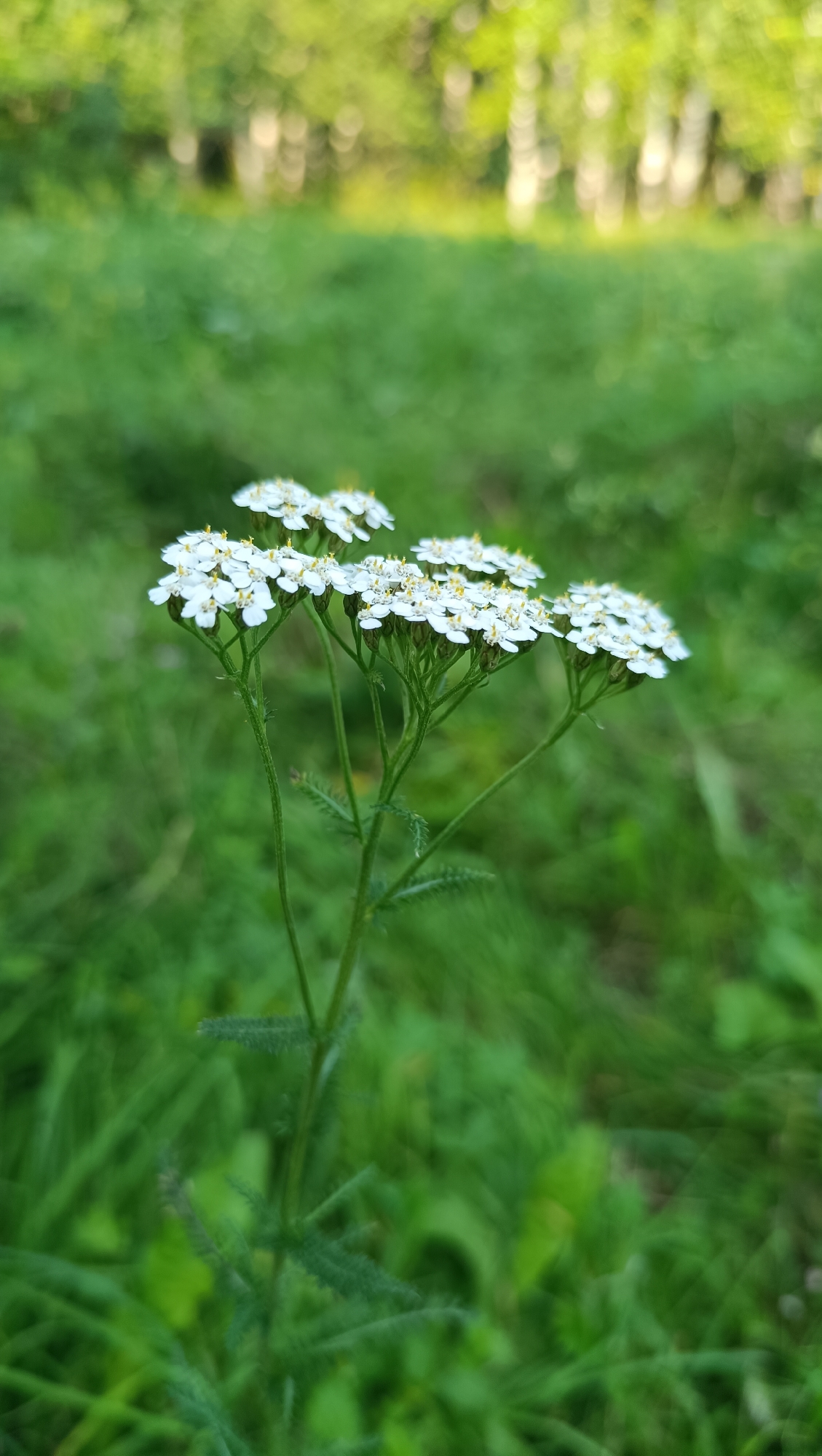 A cluster of delicate white flowers with yellow centers is in sharp focus against a softly blurred green background. The flowers are small and numerous, forming flat-topped clusters at the end of thin green stems. The stems are a vibrant green and appear slightly fuzzy. The background consists of lush green grass and foliage, with bokeh-like circles of light suggesting trees or other vegetation further in the distance. The scene appears to be an outdoor natural setting, likely a meadow or forest edge.