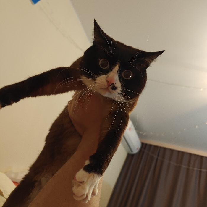 The image features a playful indoor scene dominated by a bicolored cat held up by a person's hand. The cat has a distinctive black mask covering its eyes, contrasting with a white snout and chin. A small black spot is visible on its white muzzle, near a pink nose from which long, prominent white whiskers radiate. Its eyes are wide and dilated, giving it an alert, curious, or slightly startled expression. The cat's body is dark brown or black, with white paws, one of which is extended forward. A light-skinned human hand and forearm are visible supporting the cat's torso.
The background indicates an interior setting, likely a room with light-colored walls and ceiling. In the upper left corner, a small blue object is partially visible. Across the upper right background, string lights are draped, suggesting an evening or nighttime ambience. Below the string lights, a white wall-mounted air conditioning unit is visible, followed by dark brown or grey curtains that obscure a window.
The activity shows the cat being held up, possibly interacting with the person or looking at the camera. The wide-eyed gaze of the cat is a notable detail, conveying curiosity or surprise. There is no visible text in the image. The location context provided is Noviy, Russia.