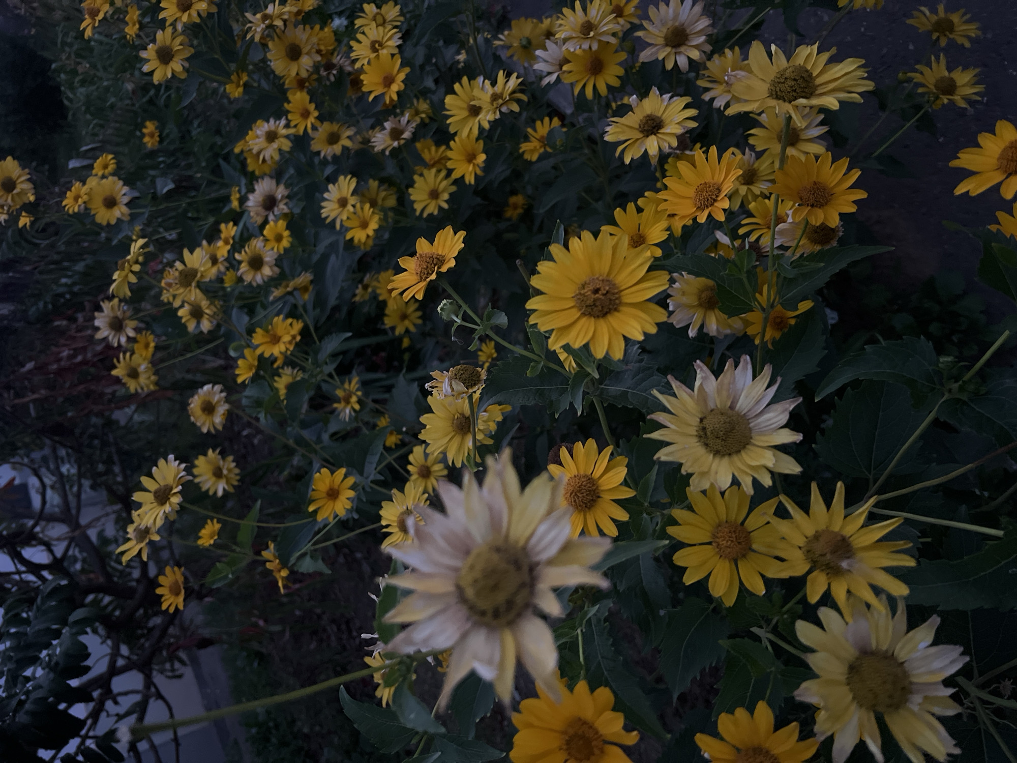 The image shows a dense patch of yellow daisies with dark green foliage. The flowers are in various stages of bloom, with some fully open and others still budding. The lighting suggests it is dusk or dawn, casting long shadows and creating a somewhat moody atmosphere. The background is out of focus and appears to be a garden setting with some blurry branches and dark greenery. There are no people or animals visible in the image. The location in the city of Нежинка, Russia is not discernible from the visual information provided in the image.