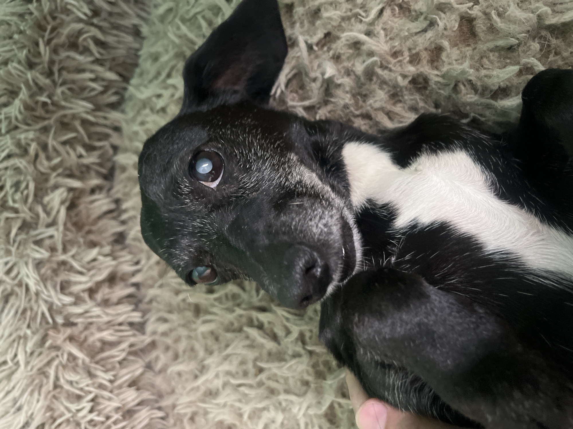 A close-up shot of a black and white dog lying on its back on a fuzzy, light-colored rug. The dog has mostly black fur with a white patch on its chest. The dog's eyes are visible, with one appearing cloudy. One ear is flopped to the side. A person's hand is visible near the dog's paws. The image provides no information about Nizhny Tagil, Russia.