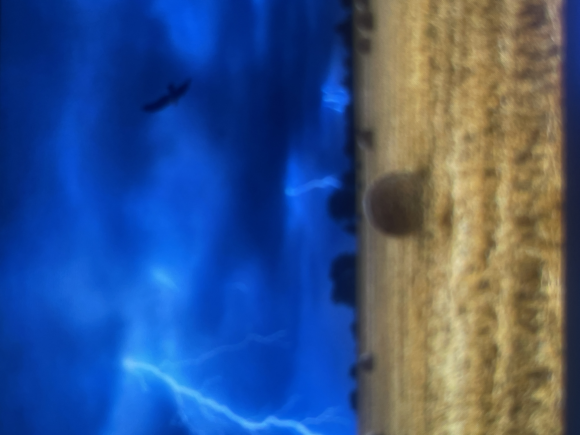 This image depicts a rural landscape under a dramatic, dark blue, storm-filled sky. Multiple bright blue-white lightning bolts illuminate the turbulent clouds, with a prominent strike visible on the far left extending diagonally downwards. A dark, silhouetted bird, likely a raptor, is captured mid-flight or soaring in the upper right portion of the sky. Below the horizon, a golden-yellow, harvested field stretches across the midground and foreground. Numerous round hay bales are scattered throughout the field, with one particularly large bale positioned centrally in the foreground. A dark, indistinct line of trees or distant structures is visible along the horizon between the field and the stormy sky. The entire image has a soft-focused or blurred appearance. The location is Zelenyi Hai, Ukraine.