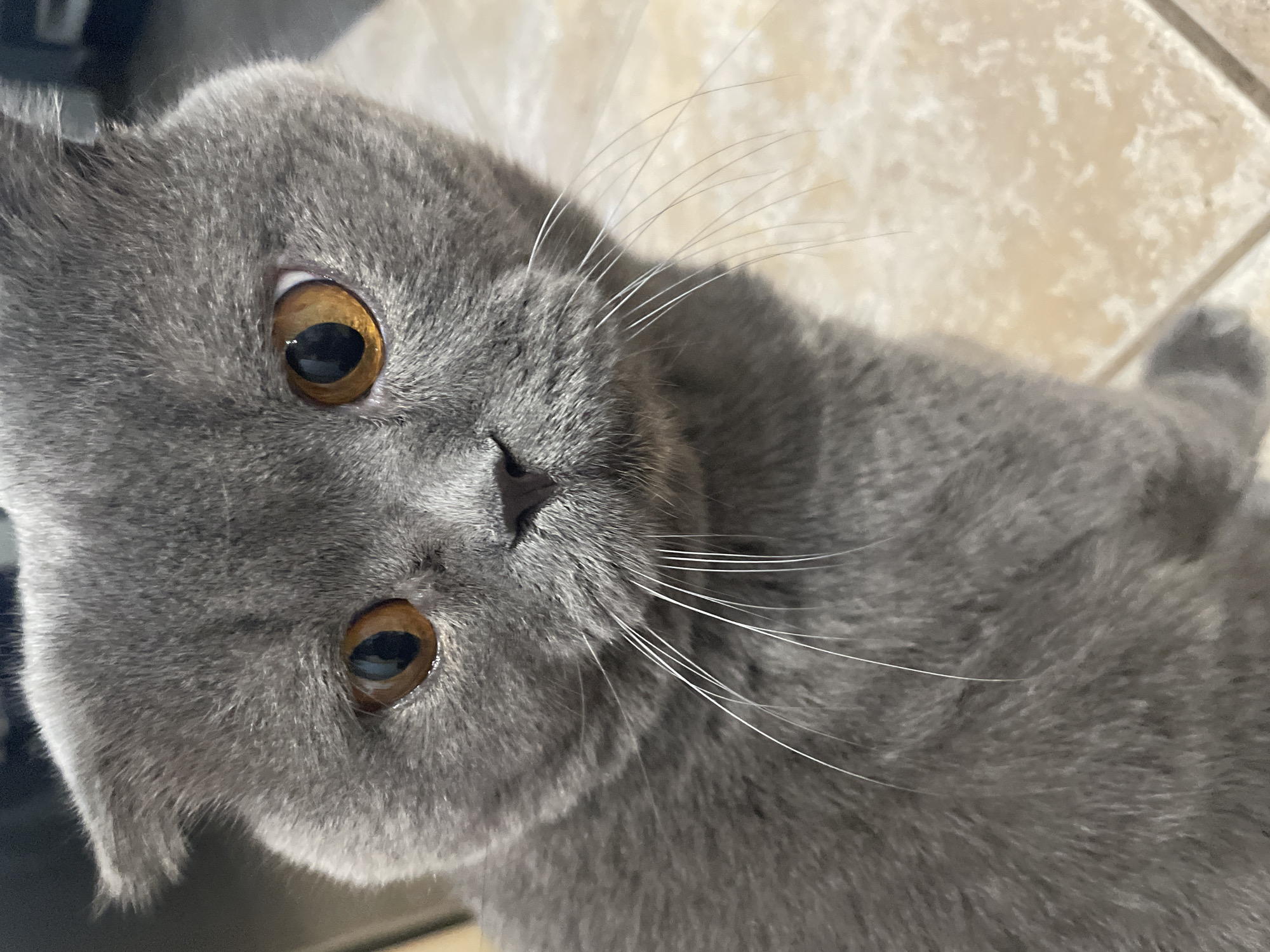 This is a close-up, high-angle portrait of a domestic short-haired cat with uniform gray fur and striking amber-gold eyes. The cat's head is slightly tilted, and it is looking directly upwards at the camera with a curious and alert expression. Its pupils are dilated, and the reflective quality of its eyes is evident, showing small reflections. Prominent white whiskers extend outwards from both sides of its snout, with a small, dark gray or black nose centered on its face. The fur appears soft and dense.
The cat occupies the majority of the frame, with parts of its body and the immediate surroundings visible in the background. The background consists of light-colored, possibly beige or cream-tiled flooring, indicating an indoor setting. The tiles have a subtle texture, and distinct grout lines are visible in the upper right. Parts of the background are blurred, drawing focus to the cat. No specific time of day or weather is discernible. There is no visible text in the image.