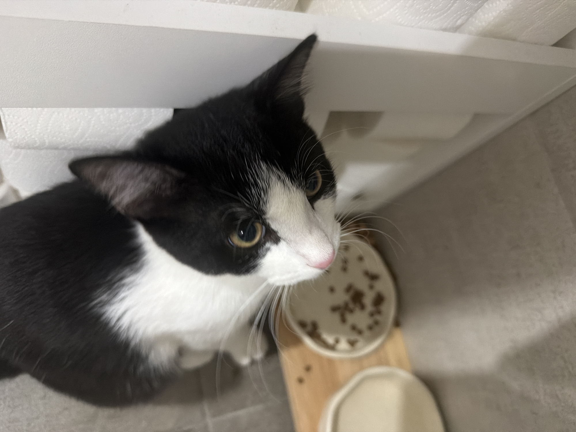 A high-angle indoor photograph captures a black and white tuxedo cat looking upwards with an alert and curious expression. The cat has bright amber-gold eyes, a pink nose, and prominent white whiskers extending from its white muzzle. Its fur is primarily black on its back and head, contrasting with a distinct white stripe down its face, a white chest, and a white belly. The cat appears to be sitting or crouching on a grey surface.
To the cat's right and slightly below its head, a small wooden stand holds two ceramic bowls. One bowl contains dry cat kibble, while the other is a cream-colored bowl that appears to be empty or contains water. Above and behind the cat, a white shelf is visible, and a roll of white paper towels can be seen resting on it, partially obscured. The overall setting appears to be an indoor environment, possibly a kitchen or utility area, in Chaikovsky, Russia. The lighting is bright and even. The cat's gaze and posture suggest it is attentive to something above its line of sight, possibly the photographer or an object of interest. There is no visible text in the image.