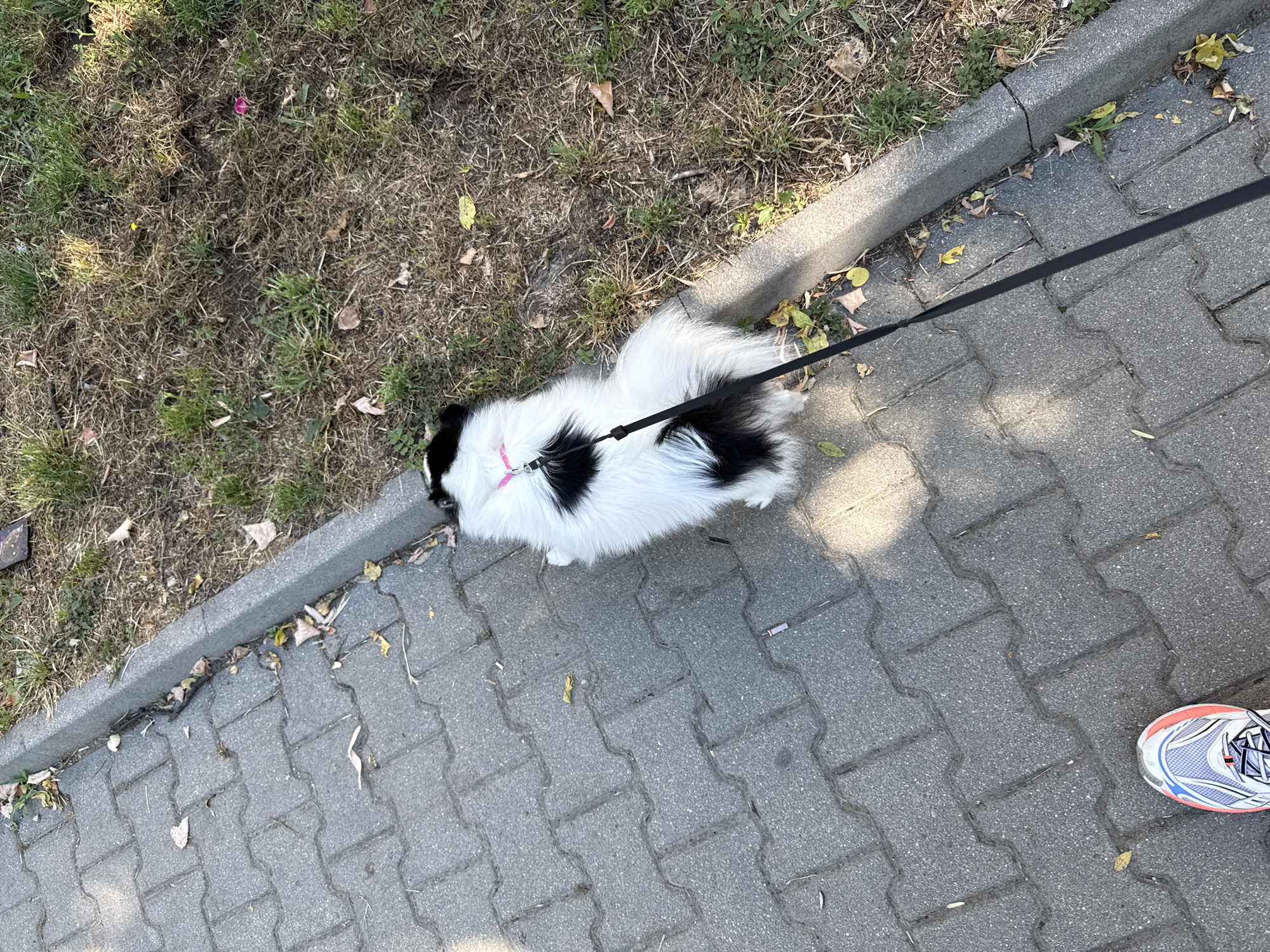 The image shows a black and white dog on a leash walking on a sidewalk next to a grassy area. The dog is wearing a pink collar. A person's foot, wearing a sneaker, is visible at the bottom left of the frame. The scene appears to be in a park or residential area in Stara Zagora, Bulgaria, given the context of the provided location information. The sidewalk is made of interlocking concrete pavers, and the grassy area is dry and sparse with some fallen leaves. The lighting suggests it is daytime.