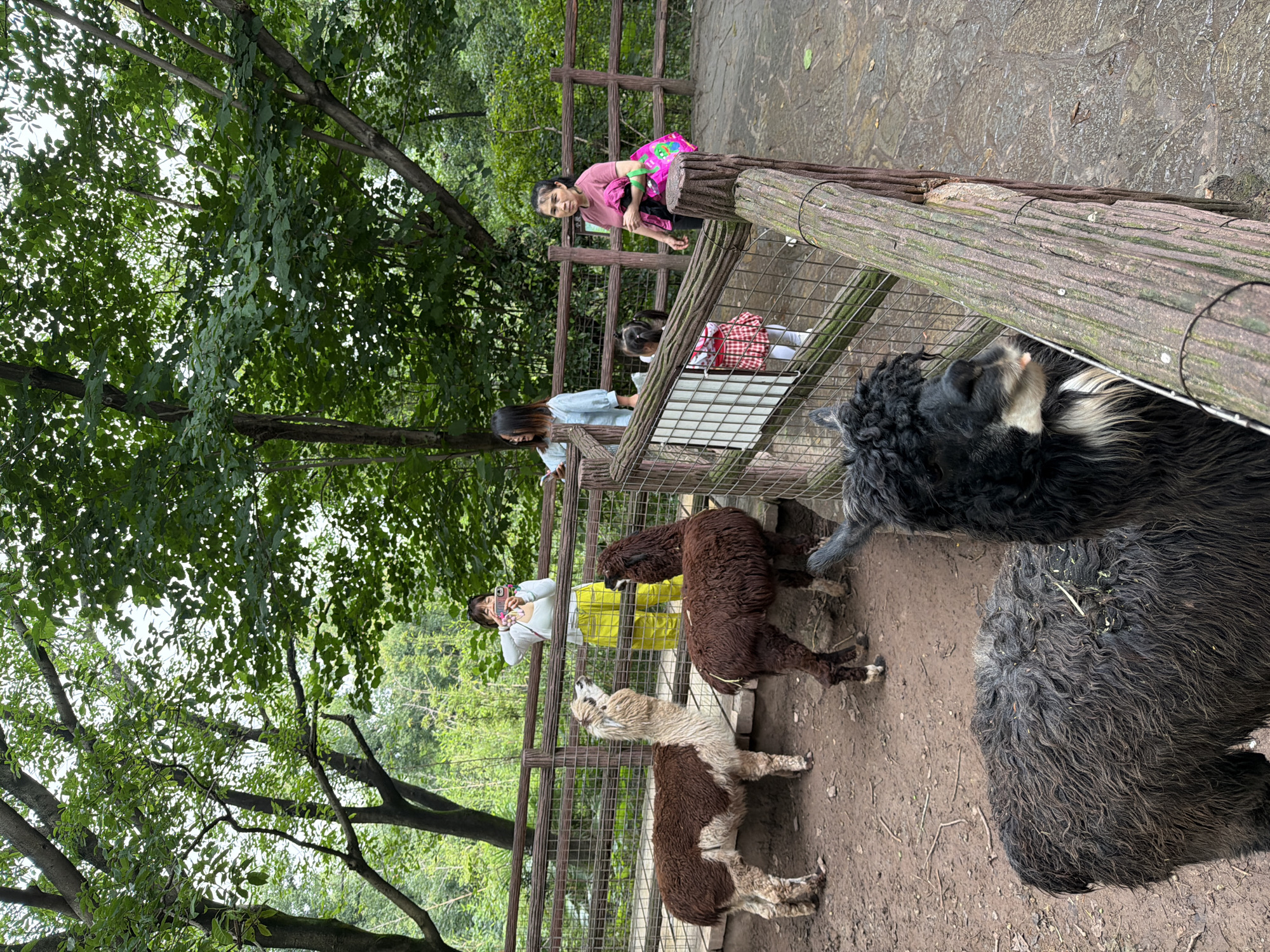In a zoo enclosure in Jiulongpo District, China, three alpacas are present. The alpaca in the foreground is black with white markings on its face and is standing behind a wooden fence. Two other alpacas are visible further back in the enclosure. One is brown and white, and the other is a dark brown. Several people are observing the alpacas. A young woman in yellow pants and a white top is taking a photo of the alpacas with her phone. Another woman in a blue shirt is standing next to her, also looking at the alpacas. Further back, an older woman in a pink shirt is standing near a young girl in a red and white checkered dress. The enclosure has a dirt floor and a wooden fence surrounding it. Trees and lush greenery are visible in the background.