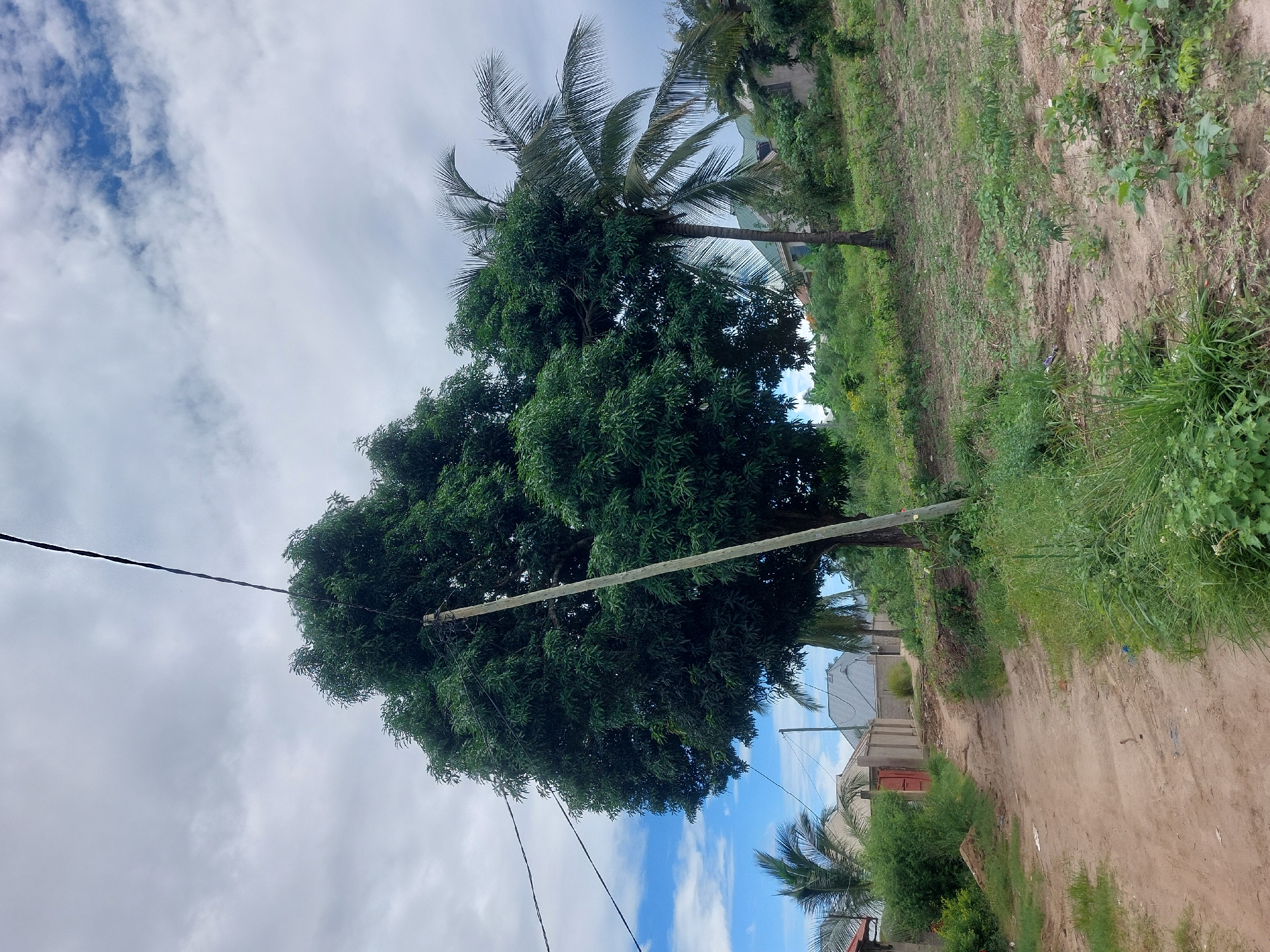 The scene is an outdoor environment in what appears to be a residential or semi-rural area within Dar es-Salaam, Tanzania. The dominant features include a large, leafy tree juxtaposed with an electrical pole and power lines extending across the frame against a cloudy sky. To the right, a dirt road or path runs along a property line with dense green vegetation, likely local flora, growing alongside the road. Further in the background, buildings or structures with light-colored roofs and walls suggest simple dwellings or commercial properties. A few palm trees are interspersed among the structures and along the path. No individuals or immediate human activities are observable in the frame. The overall impression is of a tropical climate with basic infrastructure.