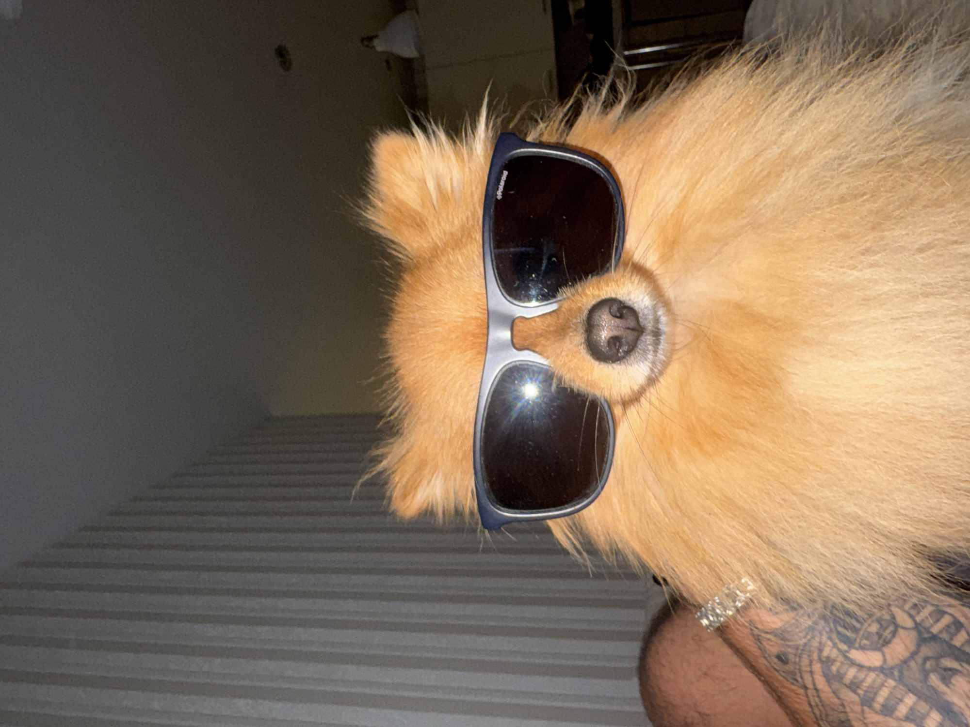 A Pomeranian dog is wearing sunglasses. A man's arm and tattoo is visible in the lower right corner of the frame. The location is not indicated in the image.