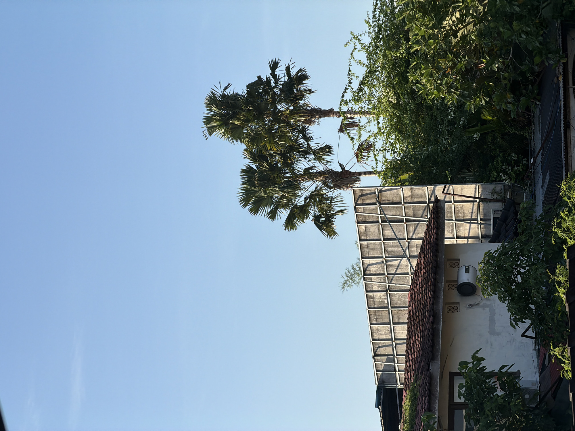 The image displays an outdoor scene dominated by a clear, bright blue sky. On the lower right, the top portion of a building is visible, featuring a terracotta-tiled roof. Above the tiled roof, there's a structure with a metal framework, possibly an awning or a partially constructed upper level, covered with a translucent material. A white-painted wall of the building is also visible, on which a silver, cylindrical water heater is mounted. Below the water heater, a small, light-colored lizard can be seen clinging to the wall.
Two prominent palm trees, characterized by their large, fan-shaped fronds, stand tall on the left side of the frame, reaching towards the sky and partially obscuring the building. Dense green foliage, including vines and various bushes, heavily populates the upper right side of the image and spills over parts of the building, contributing to a lush, tropical atmosphere.
The bright illumination and minimal shadows indicate it is daytime, likely morning or early afternoon, under clear weather conditions. The tropical vegetation and architectural elements align with the provided location context of North Kuta, Indonesia. There is no visible text in the image.
