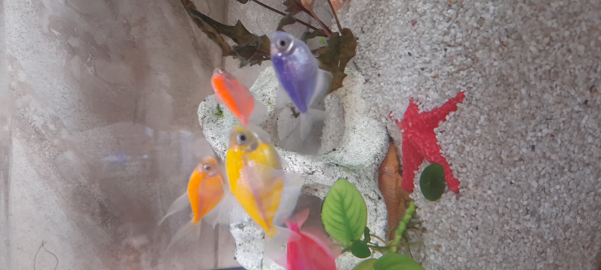 In an aquarium with white gravel and a textured background, several colorful fish swim. In the foreground, an orange pleco rests on the gravel near a red starfish decoration and a green plant. Above it, a purple fish is visible. Further back, a bright yellow fish swims near a pink fish and an orange fish. Two more orange fish are swimming in the background. The aquarium contains a white decorative rock structure in the center.