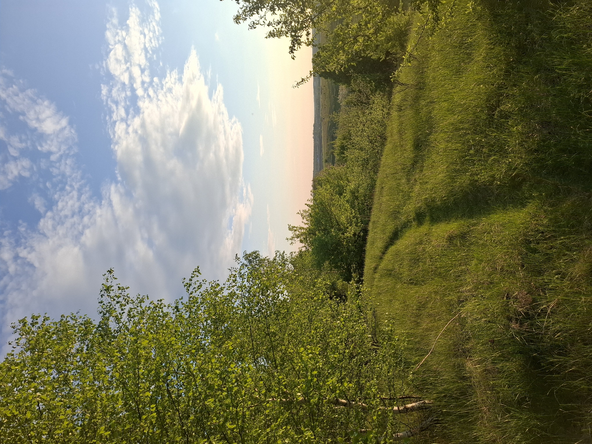 The image depicts a landscape in Khlevnoye, Russia, featuring a grassy field on a gentle slope. The sky is predominantly blue with scattered white clouds. A line of trees and bushes separates the field from the horizon, with a hint of pink in the sky near the horizon. The foreground includes trees with green leaves, partly obscuring the view. A path or trail is visible within the grass of the field.