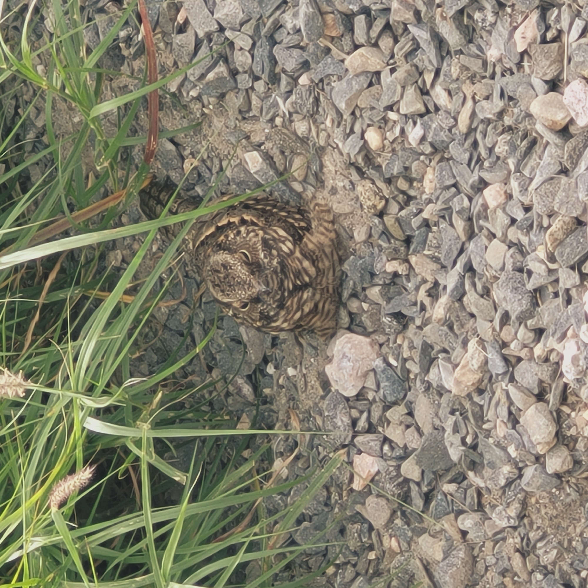 An overhead view captures a remarkably camouflaged bird, likely a nightjar or similar species, nestled on a bed of gravel and sparse vegetation. The bird's plumage is a mottled blend of browns, grays, and blacks, perfectly matching the surrounding stones and dirt, demonstrating its natural defense mechanism. Its large, dark eyes are visible, indicating alertness, despite its still posture.
The bird is situated slightly left of the center, partially concealed by a patch of green grass and some dried plant stalks on the left side of the frame. The ground beneath and around the bird consists of numerous small, irregularly shaped stones and gravel, varying in color from dark gray to light brown and occasional reddish-pink tones. The texture of the ground appears rough and uneven.
The scene depicts an outdoor environment, possibly a gravel path, roadside, or a dry, open area. The lighting suggests it is daytime with clear weather. The primary event is the bird's resting or camouflaging itself within its habitat. No people or artificial objects are visible. No text is present in the image. The setting is consistent with the provided location context of San Fernando del Valle de Catamarca, Argentina.