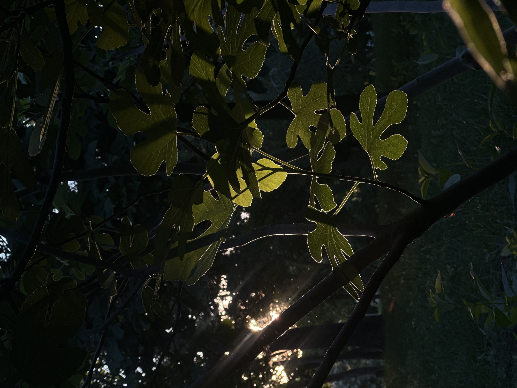 The image depicts a close-up view of tree branches and large, green, lobed leaves, backlit by the setting sun. The sun's rays are visible, filtering through the foliage and creating a dramatic effect with highlights and shadows. The leaves have distinct veins and serrated edges, and their translucent quality is emphasized by the backlighting. In the background, the scene is dark and blurred, suggesting a wooded or garden area. The grass and some smaller plants are visible in the lower portion of the image. There are no people or animals present. The lighting suggests it is late afternoon or early evening. The location is described as being in the city of Sofia, Bulgaria.