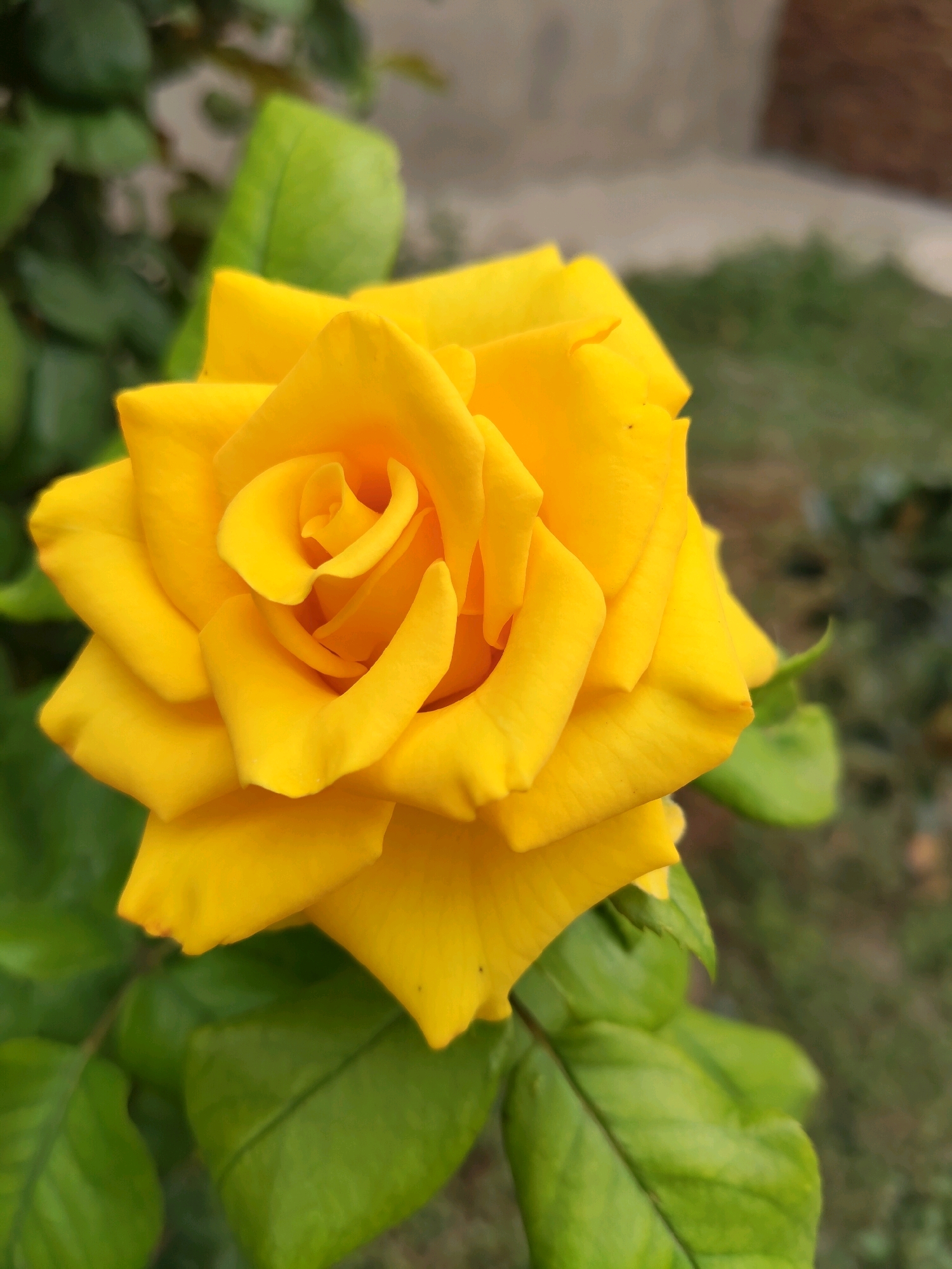 A close-up, low-angle shot focuses on a vibrant yellow rose bloom. The rose is in the foreground, with its petals unfurling in a spiral pattern. The lighting highlights the velvety texture of the petals, creating subtle shadows that emphasize their depth. The background is softly blurred, showing green rose leaves, a hint of green grass, and a neutral-colored wall. The image conveys a sense of natural beauty and delicate detail. The location is identified as Unknown, Unknown.