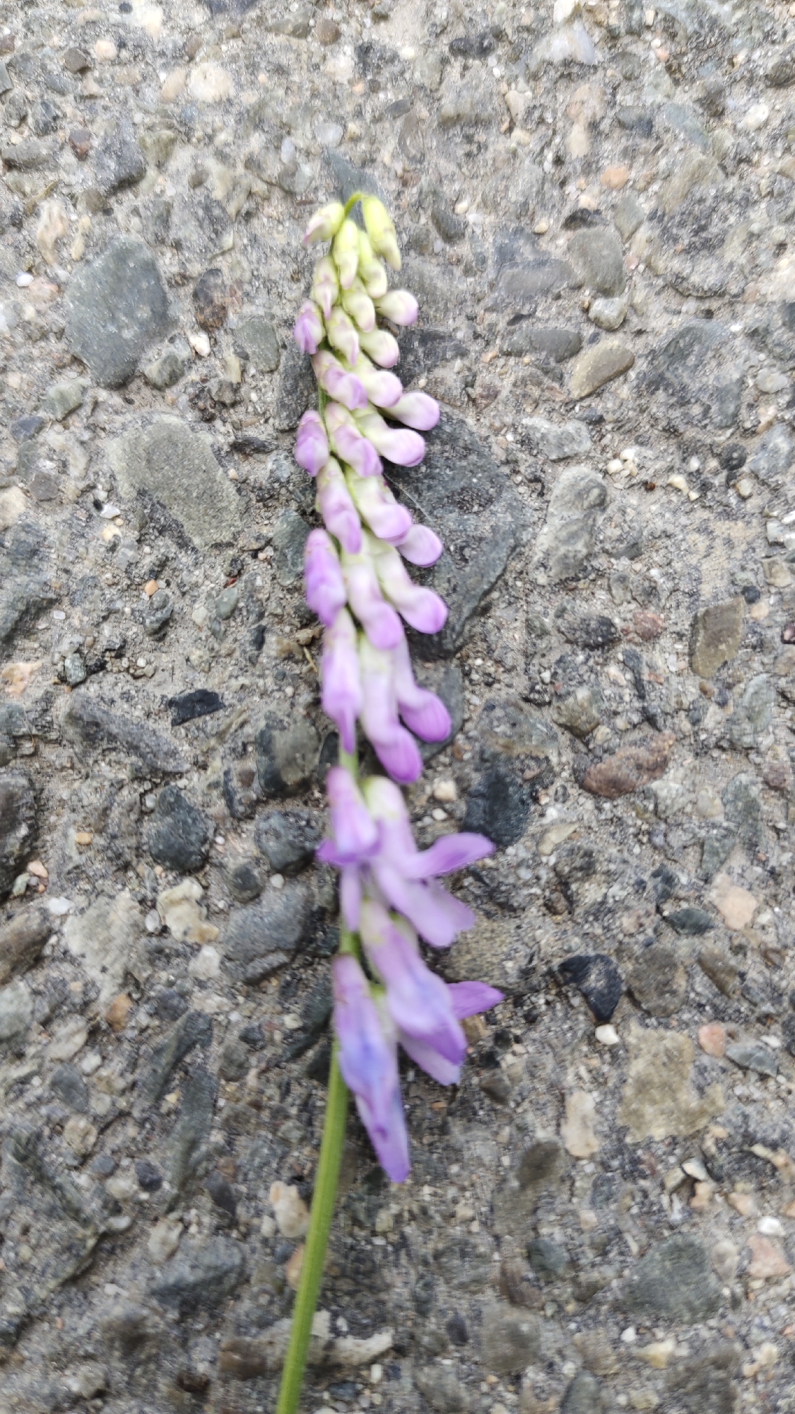 A single, upright stem of a plant with a cluster of small, light purple flowers and green buds at the top lies diagonally across a textured, grey, gravelly surface. The stem is green and slender, and the flowers are pea-shaped, arranged in a raceme. The gravel surface appears to be asphalt or concrete with small stones embedded in it. The lighting suggests it is daytime.