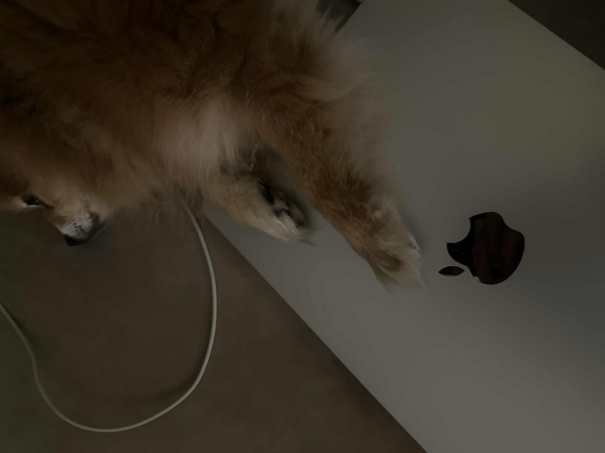A fluffy, light brown dog is captured in a close-up, dimly lit indoor setting in Sofia, Bulgaria. The dog, likely resting, occupies the upper left portion of the frame, with its head and one paw visible. Its thick, soft fur covers most of its body, with one dark eye and part of its snout peeking out. One paw, with visible dark pads, rests gently on the lid of a silver Apple MacBook. The iconic Apple logo is clearly visible on the lower right half of the laptop's closed surface. A white cable, possibly a charger, is coiled on the surface next to the dog. The overall ambiance is tranquil and cozy, suggesting an evening or low-light situation. No specific text is visible other than the Apple brand emblem.