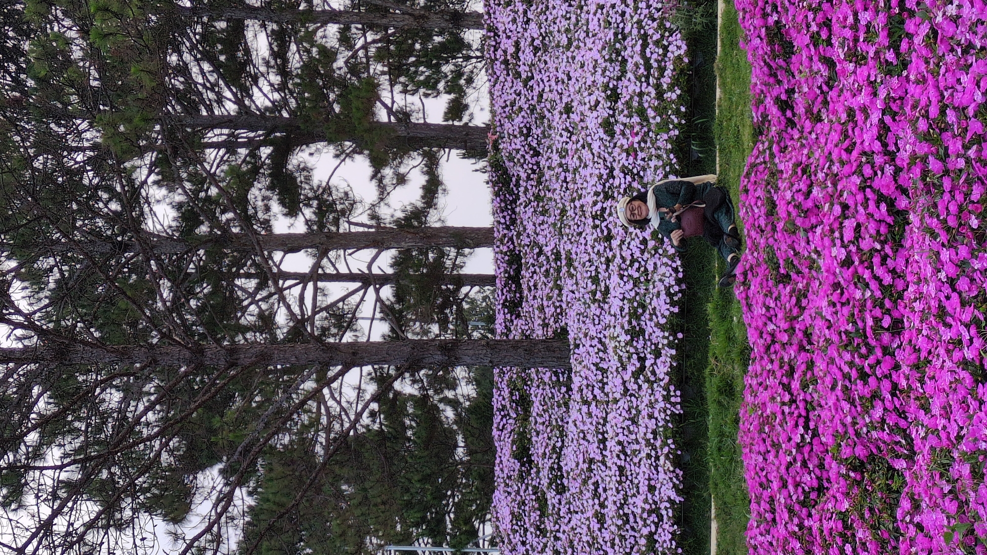 A person is lying on a hillside covered in flowers in Da Lat, Vietnam. The flowers are mainly purple and pink. The person is wearing a green jacket, brown pants, and a white cap. There are trees on the left side of the frame.