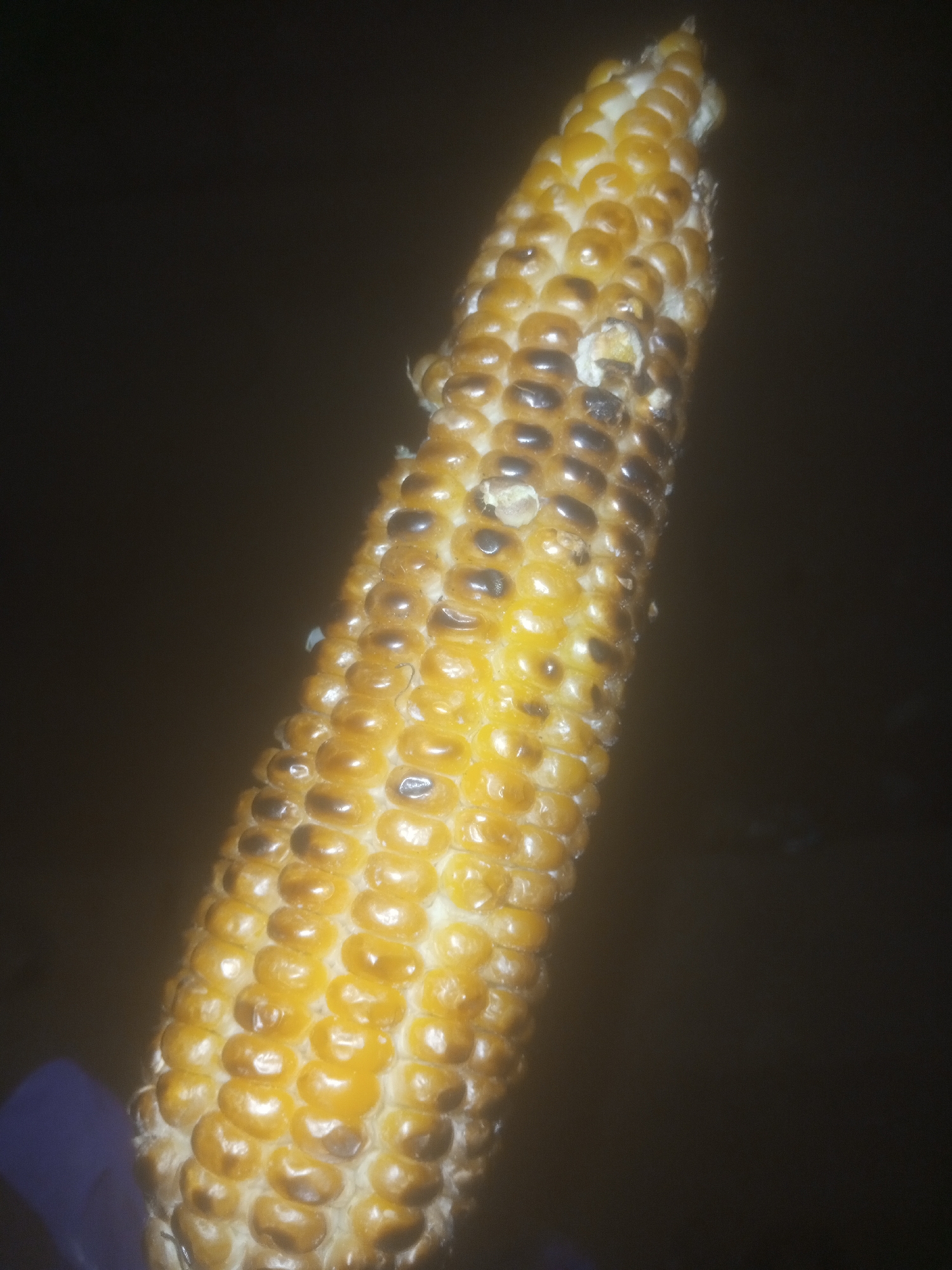 A close-up, low-angle shot shows a piece of cooked corn on the cob, against a dark, out-of-focus background. The corn is golden yellow with some darker, slightly burnt spots, indicative of grilling or roasting. The kernels are plump and arranged in rows. The bottom left of the image shows a small portion of a purple object, possibly a hand or glove, holding the corn. The overall lighting is dim, highlighting the texture and sheen of the corn kernels. The image is sharp on the corn, with the background completely blurred. There are no discernible environmental details that would suggest a specific location within Tundun Wada South, Nigeria.