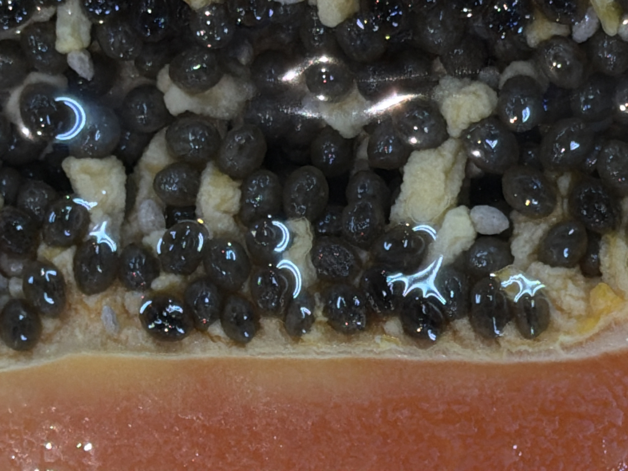 An extreme close-up photograph captures the intricate interior of a cut papaya fruit. The image is dominated by numerous black, glossy seeds, clustered densely together in the upper two-thirds of the frame. Each seed, appearing spherical to ovoid, is covered in a translucent, gelatinous aril, which reflects bright light sources. These specular highlights manifest as brilliant white and bluish crescent shapes, starburst patterns, and irregular bright spots, indicating a moist surface and direct illumination.
Interspersed among the seeds are irregular masses of pale yellow and off-white material, likely remnants of the fruit's placental tissue or dried aril, adding a textural contrast. Below this dense arrangement of seeds and pale material, the vibrant orange-red flesh of the papaya occupies the lower third of the image. The flesh appears moist and slightly granular, with some subtle reflections scattered across its surface.
There are no visible people or discernible activities taking place; the image is a still-life macro shot focusing on the fruit's internal details. No text is visible. The bright reflections suggest a well-lit environment.