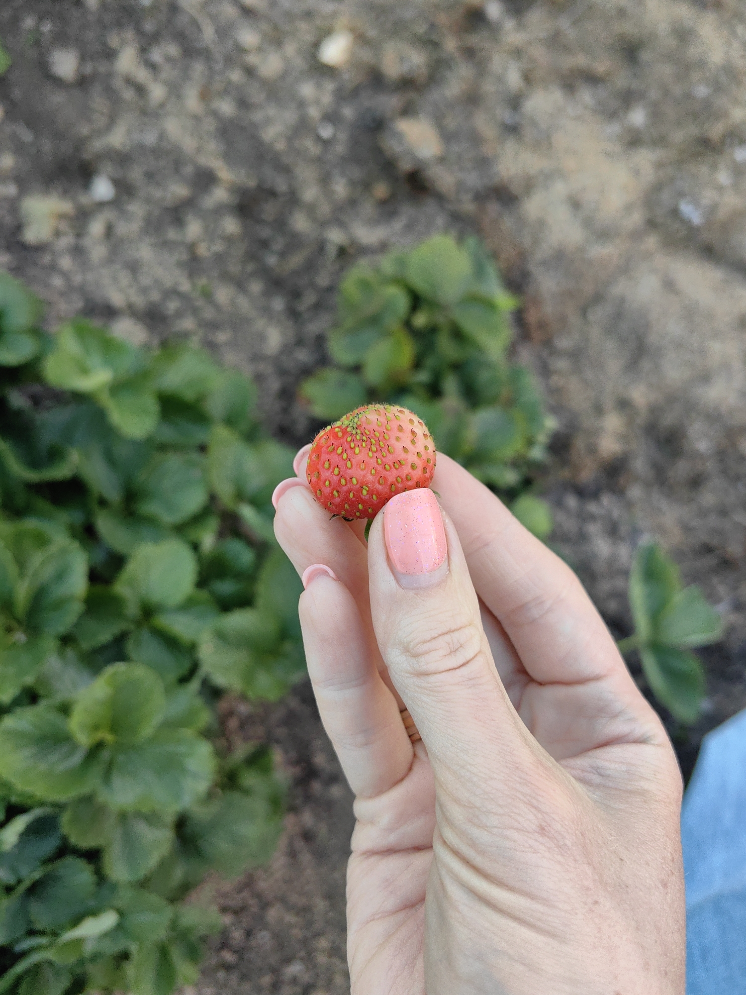 A person's hand, with light skin and a pink, sparkly nail polish on the index fingernail, holds a small, unripe strawberry. The strawberry is mostly red with some greenish-yellow areas and visible seeds. The hand is positioned in the foreground, with the strawberry held up for inspection. In the background, blurred green strawberry plants are visible, interspersed with dry, brown soil. The overall setting appears to be an outdoor strawberry patch, potentially in the rural area of Дзямідавіцкі сельскі Савет, Belarus.