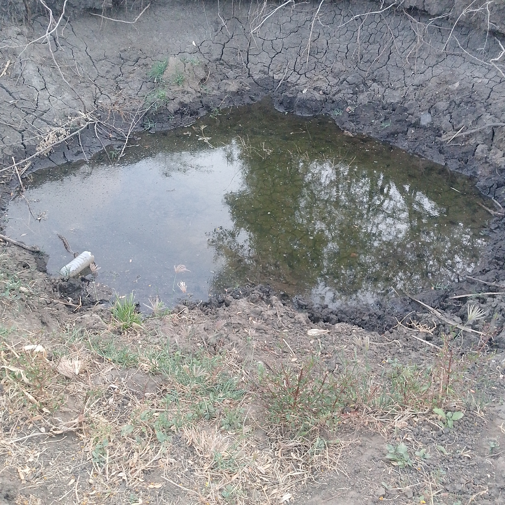 The image depicts a small, stagnant pool of water surrounded by dry, cracked earth in Altagracia, Venezuela. The pool reflects trees or foliage. A discarded plastic bottle floats in the water near the edge of the pool. Sparse vegetation and dry grasses are visible in the foreground. The overall impression is one of dryness and a lack of rainfall.