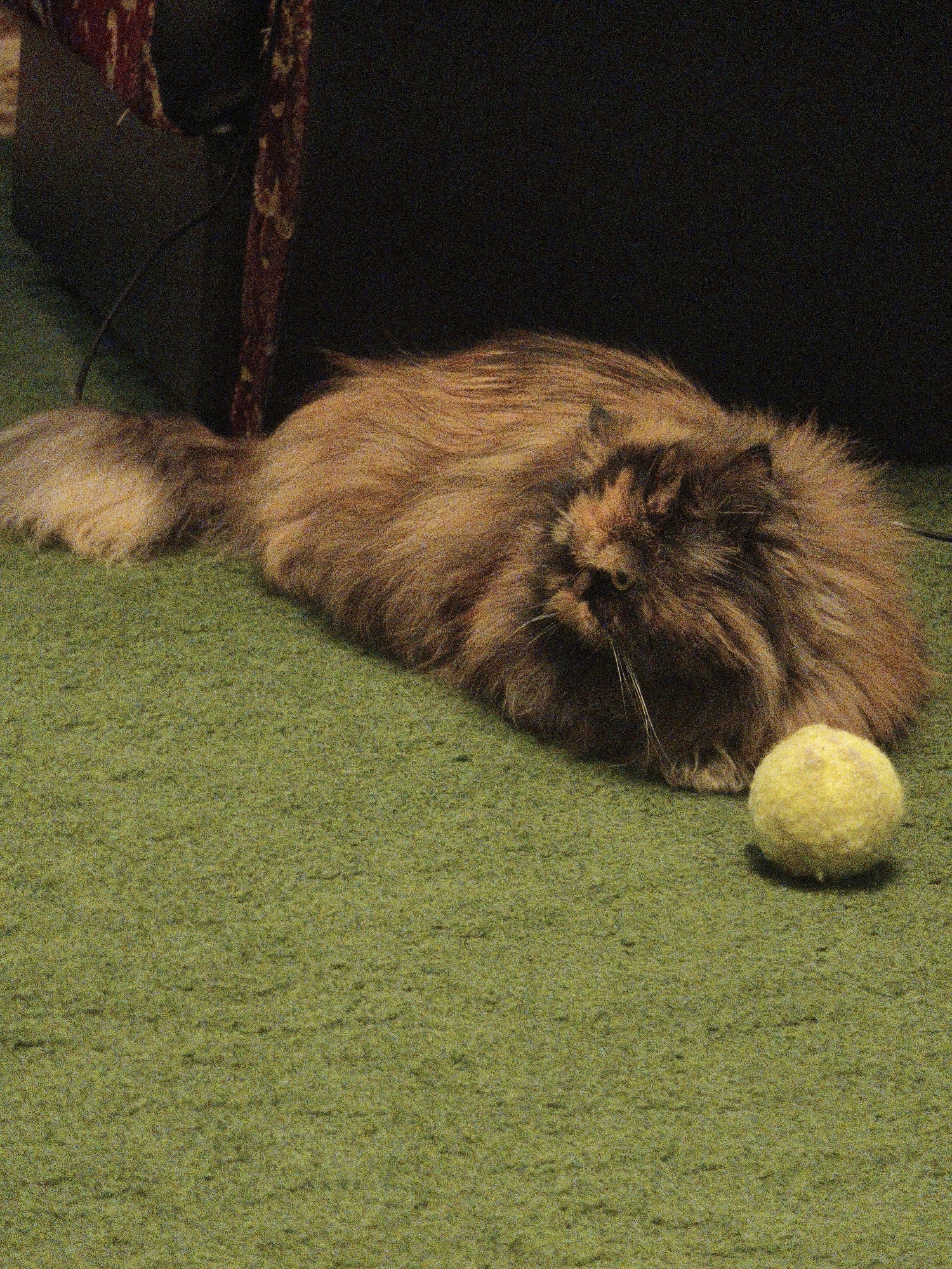 A long-haired cat with brown and orange fur lies on a green carpet, its body stretched out. A yellow ball rests to the right of the cat. In the background, a dark object, possibly furniture, is visible, with a patterned, reddish-brown fabric draped over it. The overall scene is dimly lit, with a grainy texture throughout the image. The location is Unknown, Unknown.