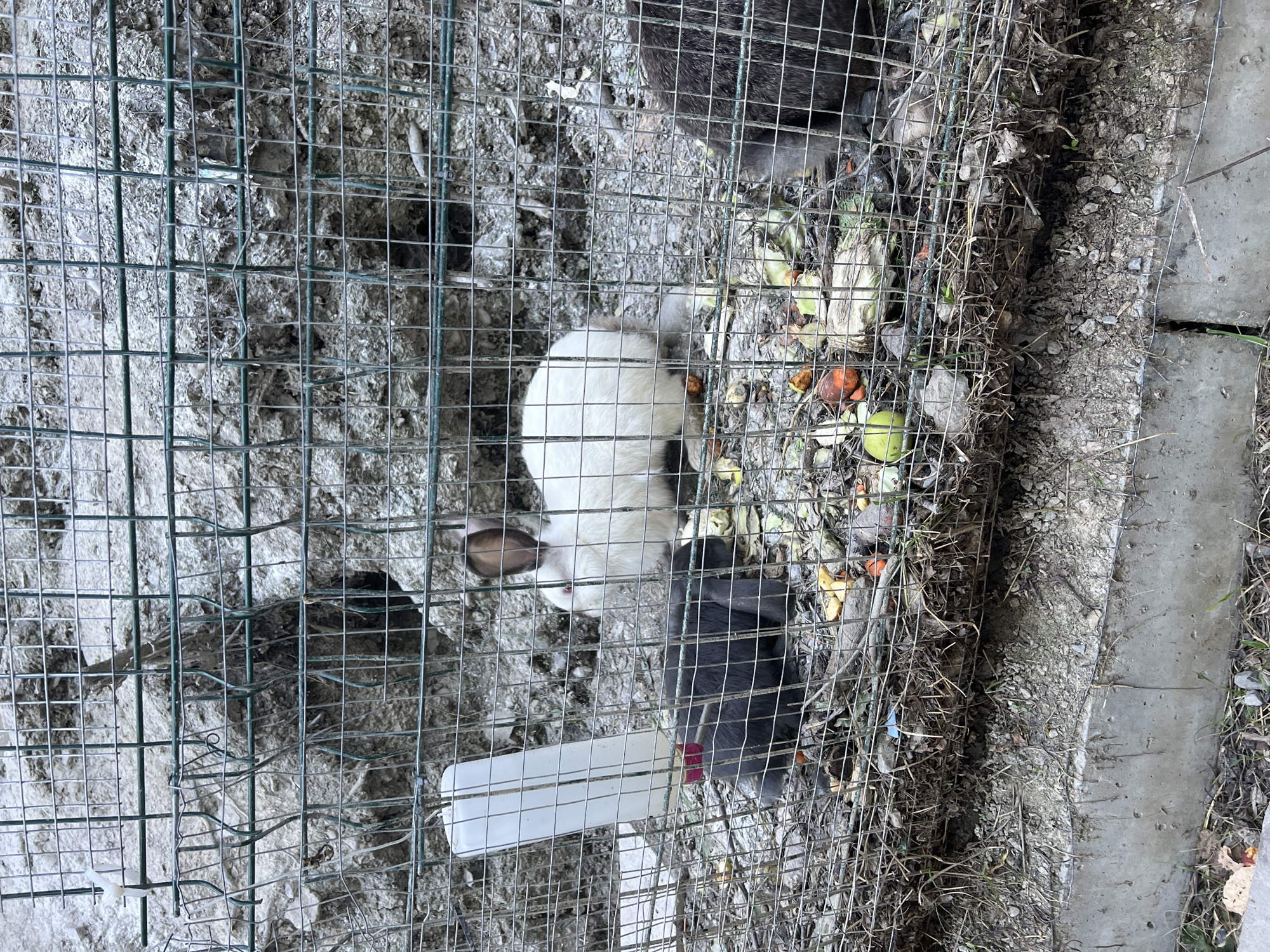 The image depicts an outdoor enclosure, likely in a rural or semi-rural setting, possibly within the city of Сонячне, Ukraine. The enclosure is made of wire mesh fencing and contains several rabbits. In the center of the enclosure, a white rabbit with brown ears is visible, facing towards the left. To its left, a dark-colored rabbit is partially visible, also facing left and appearing to be eating. To the far right, another dark-colored rabbit is seen from the side. The ground within the enclosure is covered with dirt, straw, and scattered food scraps, including pieces of carrots, apples, and other vegetables. A white plastic water bottle with a red cap is attached to the fence on the left side of the enclosure. The background consists of a rocky, uneven embankment.
