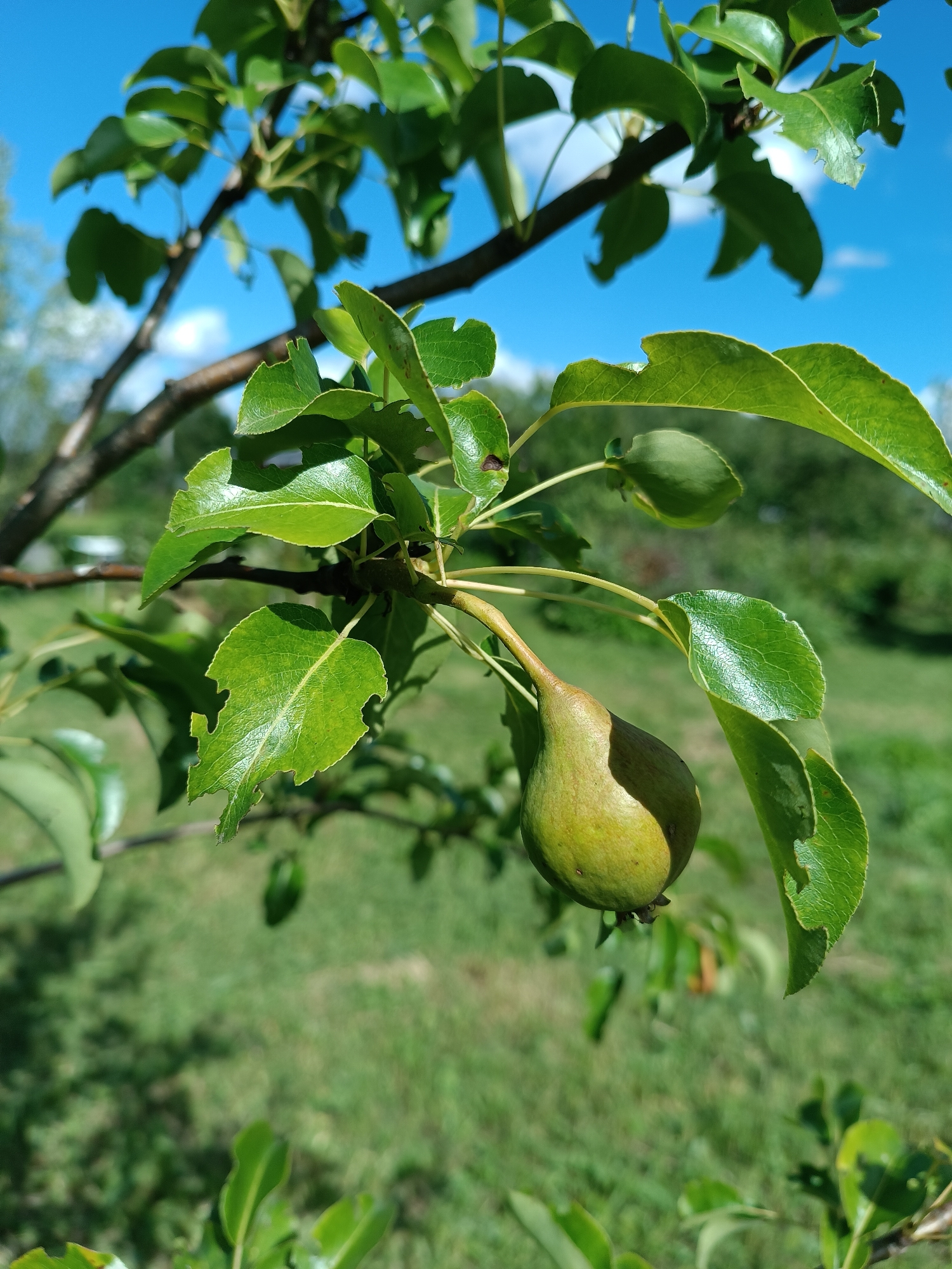 An unripe green pear hangs from a branch of a pear tree. The pear is small and teardrop-shaped, with a smooth skin. It is surrounded by green leaves, some of which have small holes or tears. The tree branch is brown and textured. In the background, a blurry green grassy field is visible under a bright blue sky with a few white clouds. The scene appears to be an outdoor setting, possibly a garden or orchard in Kulikovo, Russia. There are no people or animals visible in the image. The lighting suggests it is daytime, with sunlight illuminating the pear and leaves.