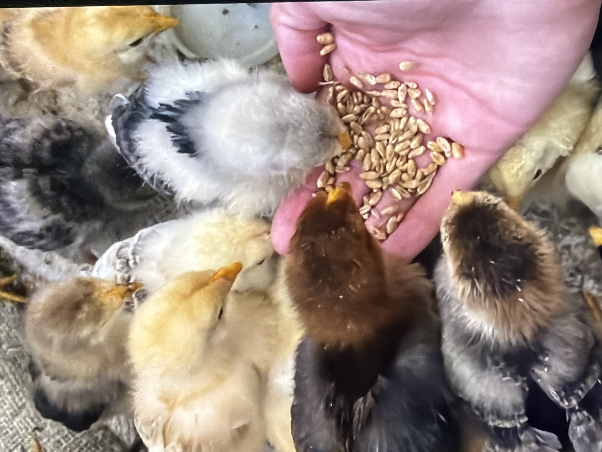 In Bukuru, Nigeria, a close-up, high-angle shot captures a collection of young chicks, possibly a few days old, nestled together. The chicks display a variety of downy plumage, with colors ranging from light yellow and cream to darker brown and grey, some with black and white markings. One chick, predominantly brown, is actively pecking at grains of wheat held in a human hand. The hand, with its visible pink skin, is positioned in the lower right quadrant of the frame, cupping the grains. The background consists of a rough, textured material, possibly burlap or straw, suggesting a rustic enclosure for the chicks. The lighting is soft and diffused, highlighting the delicate feathers and the focused action of the chicks feeding.