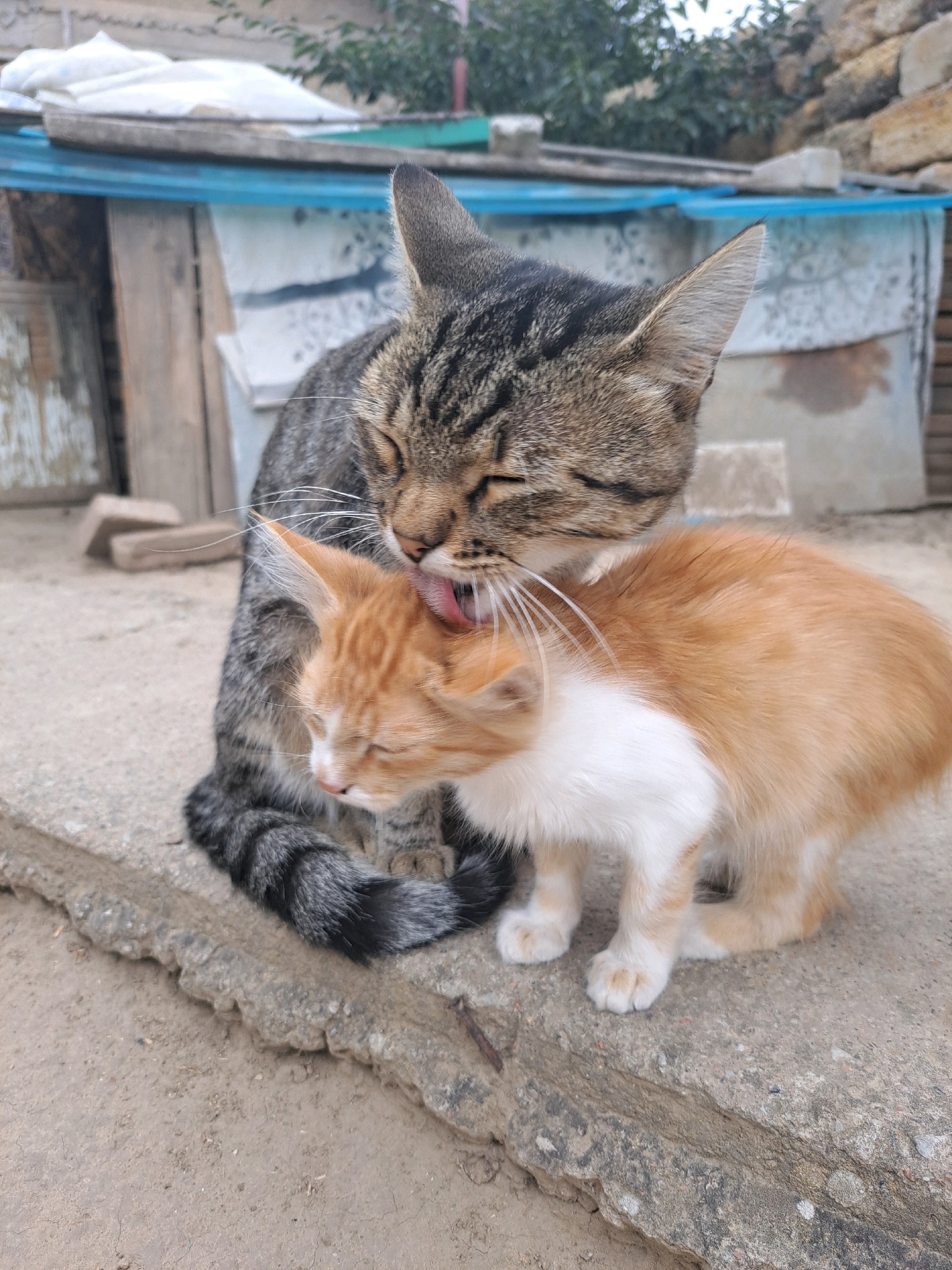 In Vypasne, Ukraine, two cats are depicted grooming each other outdoors. A larger tabby cat is tenderly licking the head of a smaller ginger and white cat. They are positioned on a rough, grey concrete ledge, with a dirt ground visible below. In the background, there is a rustic, partially constructed building with wooden elements and a blue tarp or plastic sheeting. The environment suggests an outdoor, possibly rural or semi-urban setting. The cats appear to be the sole subjects in focus, engaged in a typical grooming behavior.
