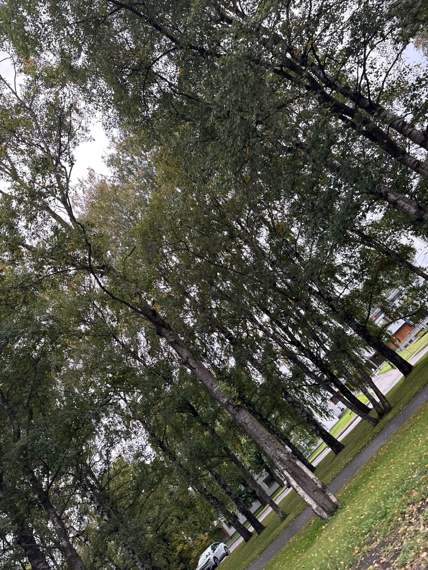 This is a diagonal, outdoor, medium-shot photograph of a row of birch trees with green and some yellowing foliage against an overcast sky. The trees are on the left side of the image, lining a grey asphalt pathway that runs diagonally from the lower left to the upper right. Beyond the pathway is a strip of green grass with fallen yellow leaves. In the background, on the right side of the image, are modern, multi-story buildings with white and brick facades, suggesting a residential or commercial area within a city. A white car is visible on the pathway in the lower left quadrant of the image. The overall scene appears to be in an urban park or a tree-lined street. The angle of the photograph suggests it was taken from a low vantage point looking upwards into the trees. The lighting is diffused and even due to the overcast sky. There are no people visible in the frame.