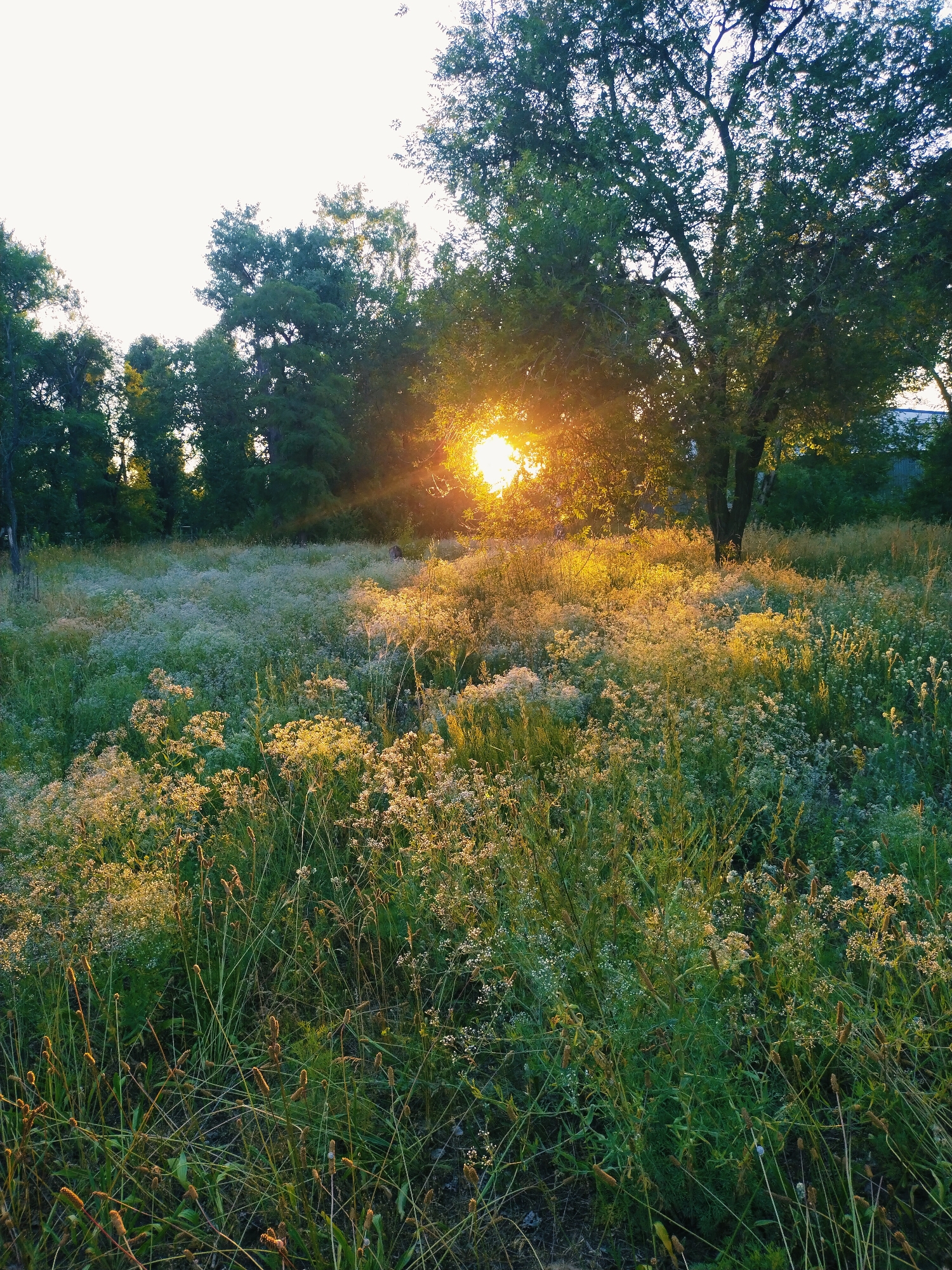 The image depicts a sun-drenched meadow with a large tree in the foreground, located in Horishni Plavni, Ukraine. The sun is setting or rising, casting a warm golden light through the leaves of the tree and illuminating the tall grasses and wildflowers in the meadow. The sky is bright and hazy, with the sun prominently visible behind the foliage of the tree. The meadow is covered with a dense growth of various plants, including thin, wispy grasses and clusters of small, white wildflowers. The overall impression is one of natural beauty and tranquility, with the golden light creating a peaceful and serene atmosphere.